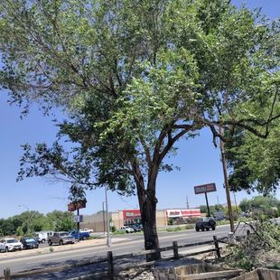 A tree with lots of leaves is in the middle of a street