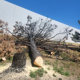 A tree that has been cut down and is laying on the ground