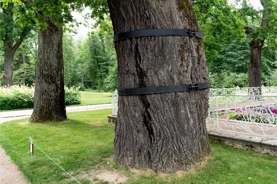 Large tree trunk with two black straps, in a grassy park setting.