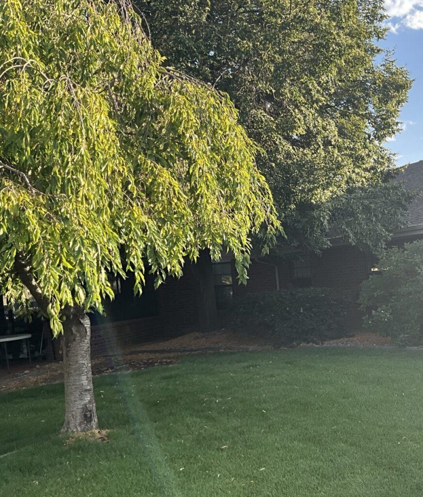 Sunlit backyard with a leafy tree, green lawn, and hedges in the background