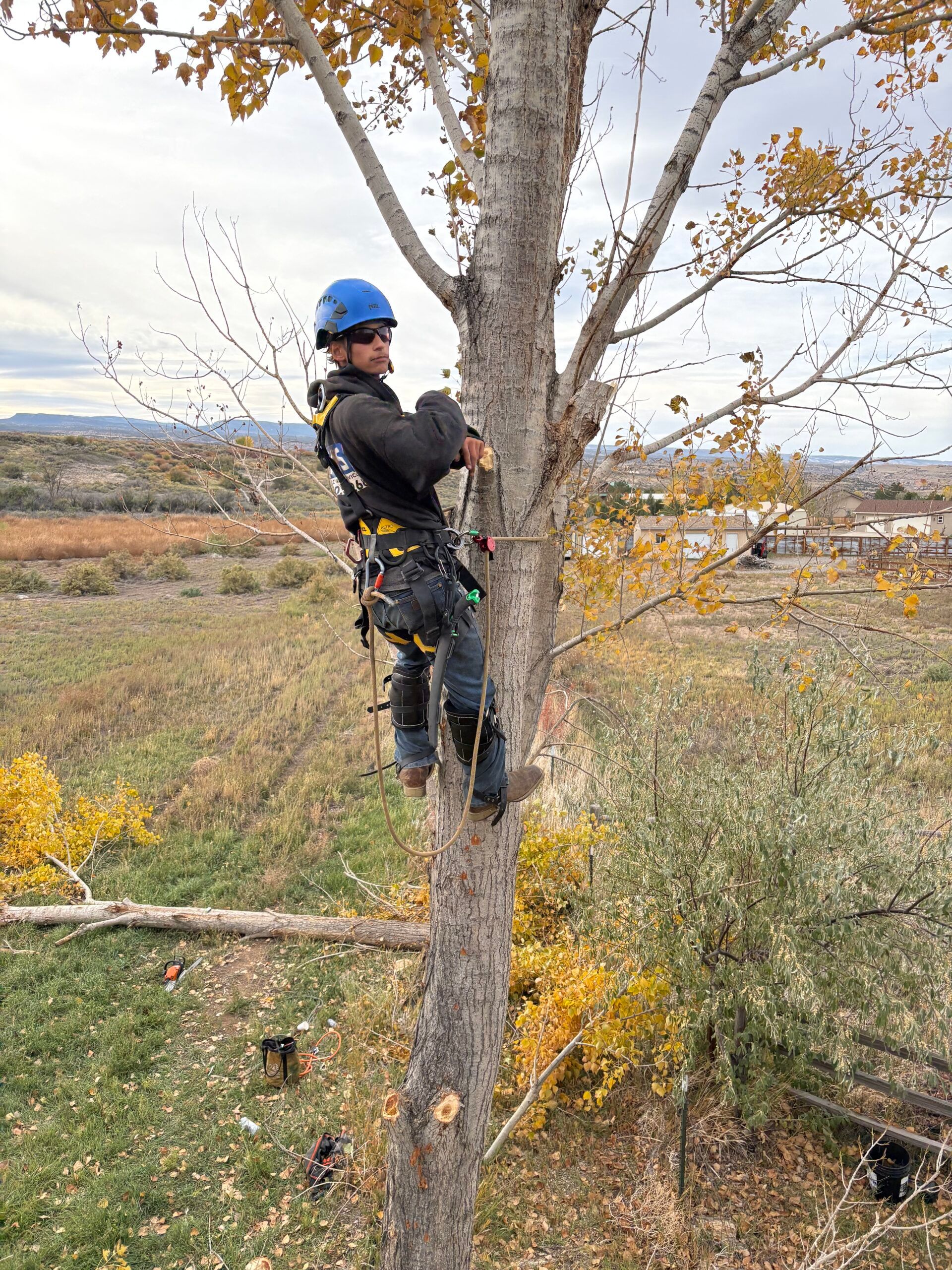 Tree Climbers Services gallery