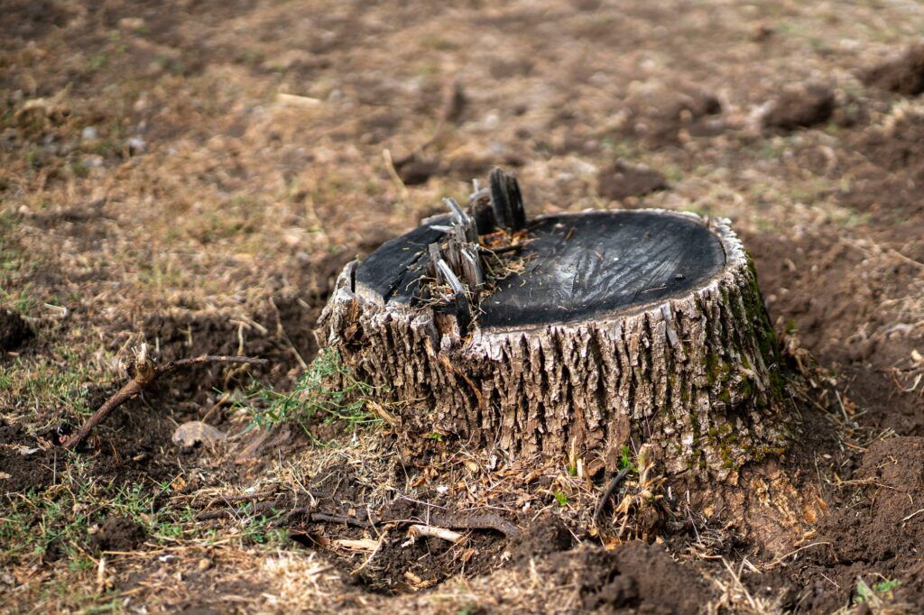 A tree stump is sitting in the middle of a dirt field.