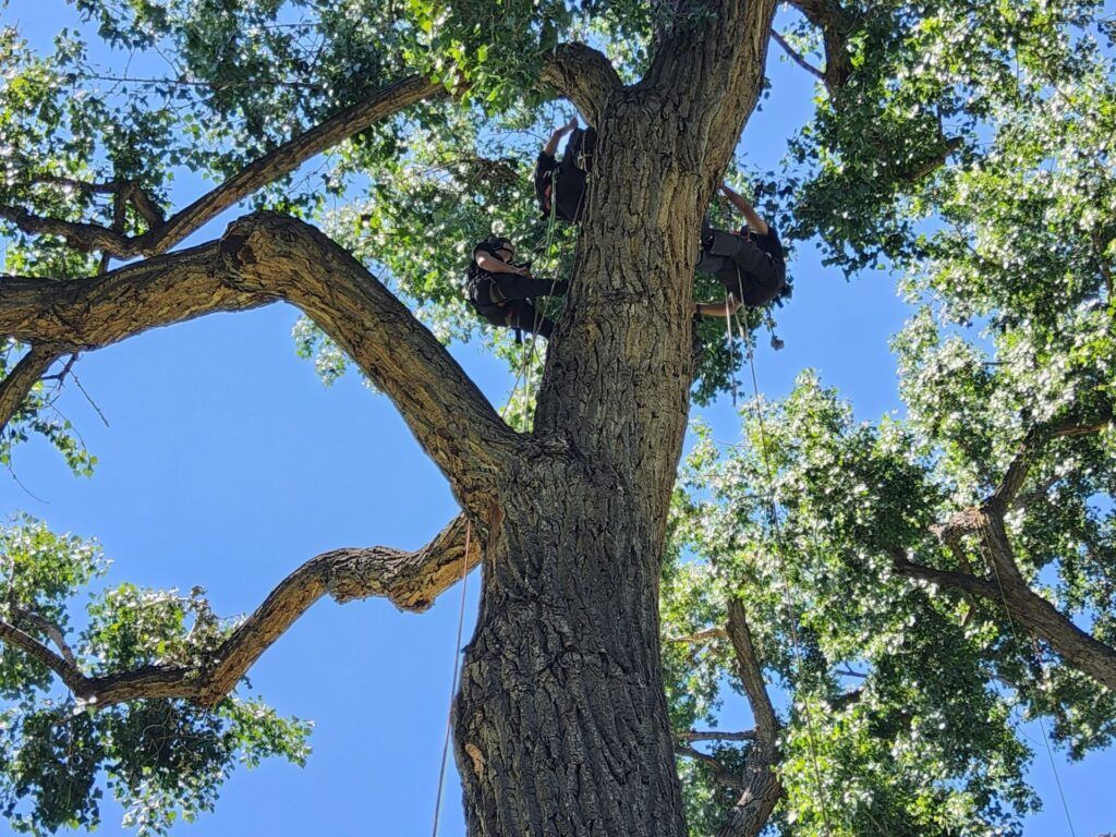 A group of people are climbing up a tree.