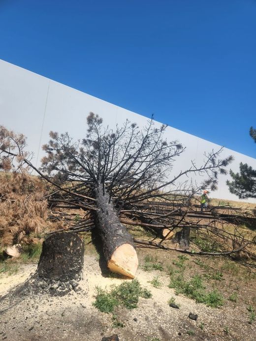 A large tree stump is laying on the ground in front of a building.