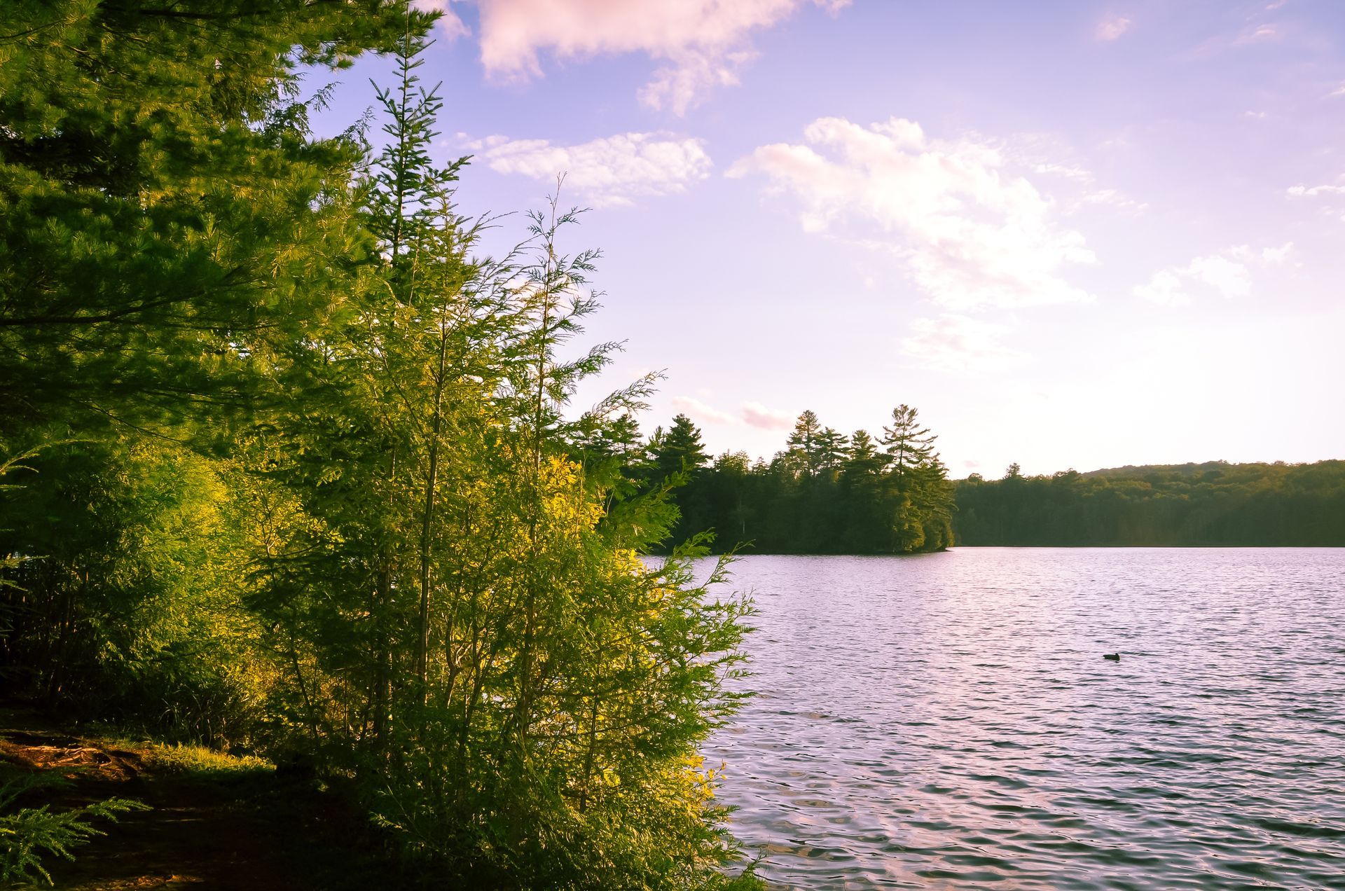 Sunlit lake with green trees and shrubs along the shore under a clear sky