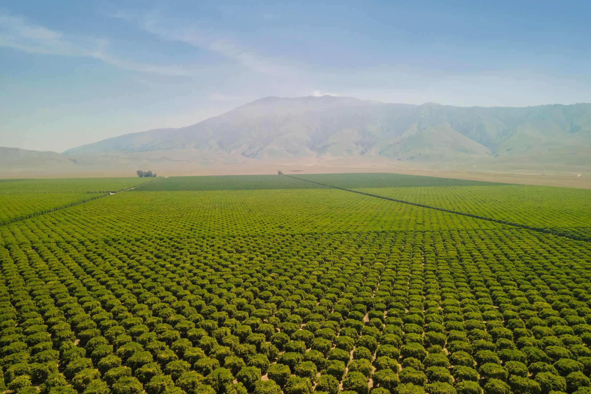 Rows of bright green crops stretch across a field toward misty mountains under a pale sky.