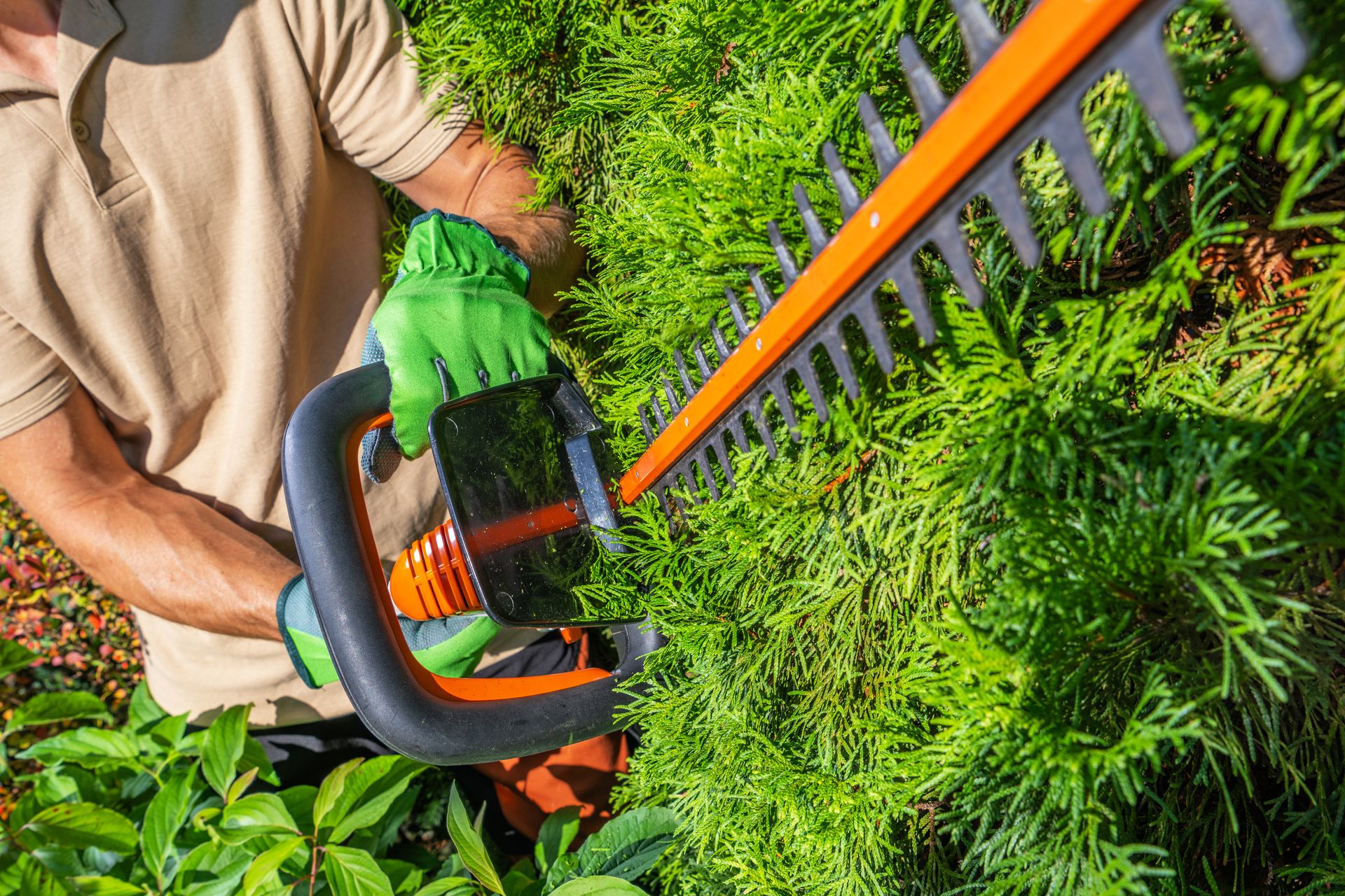 A person wearing green gloves uses an orange-and-black hedge trimmer to prune a leafy green bush.