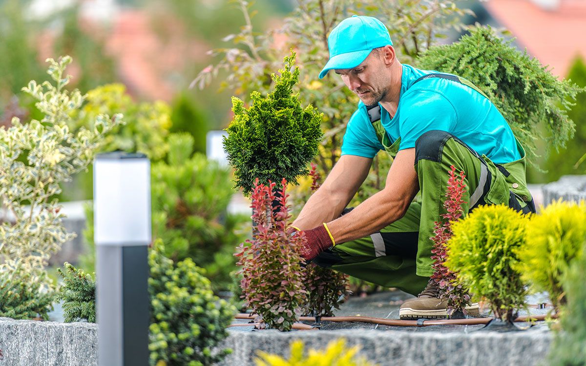 A person wearing a blue shirt and cap, and green work pants, kneels while landscaping a garden with small evergreen trees.