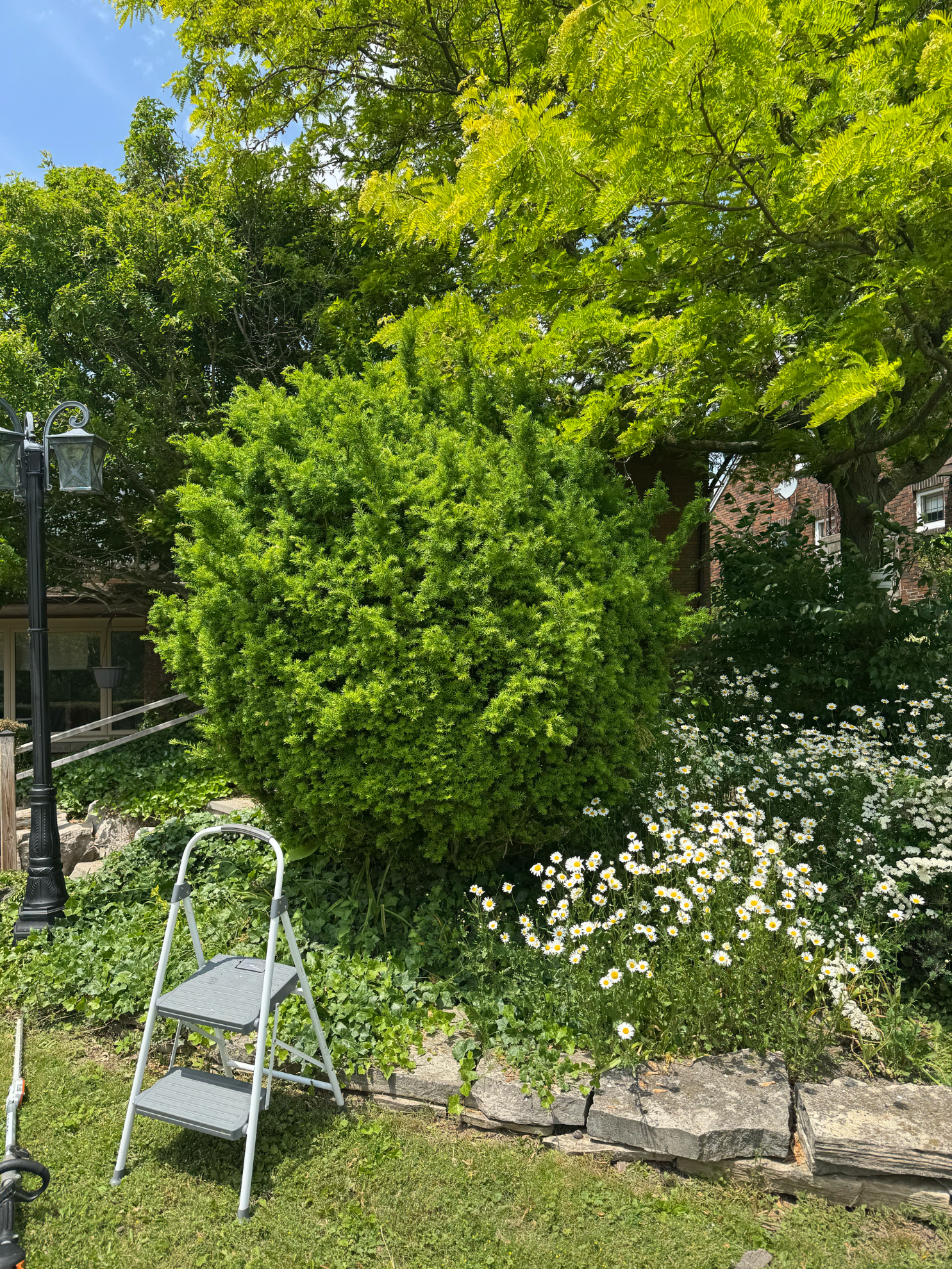 A two-step metal ladder sits on a grassy lawn next to a large, bright green shrub and a patch of white flowers.