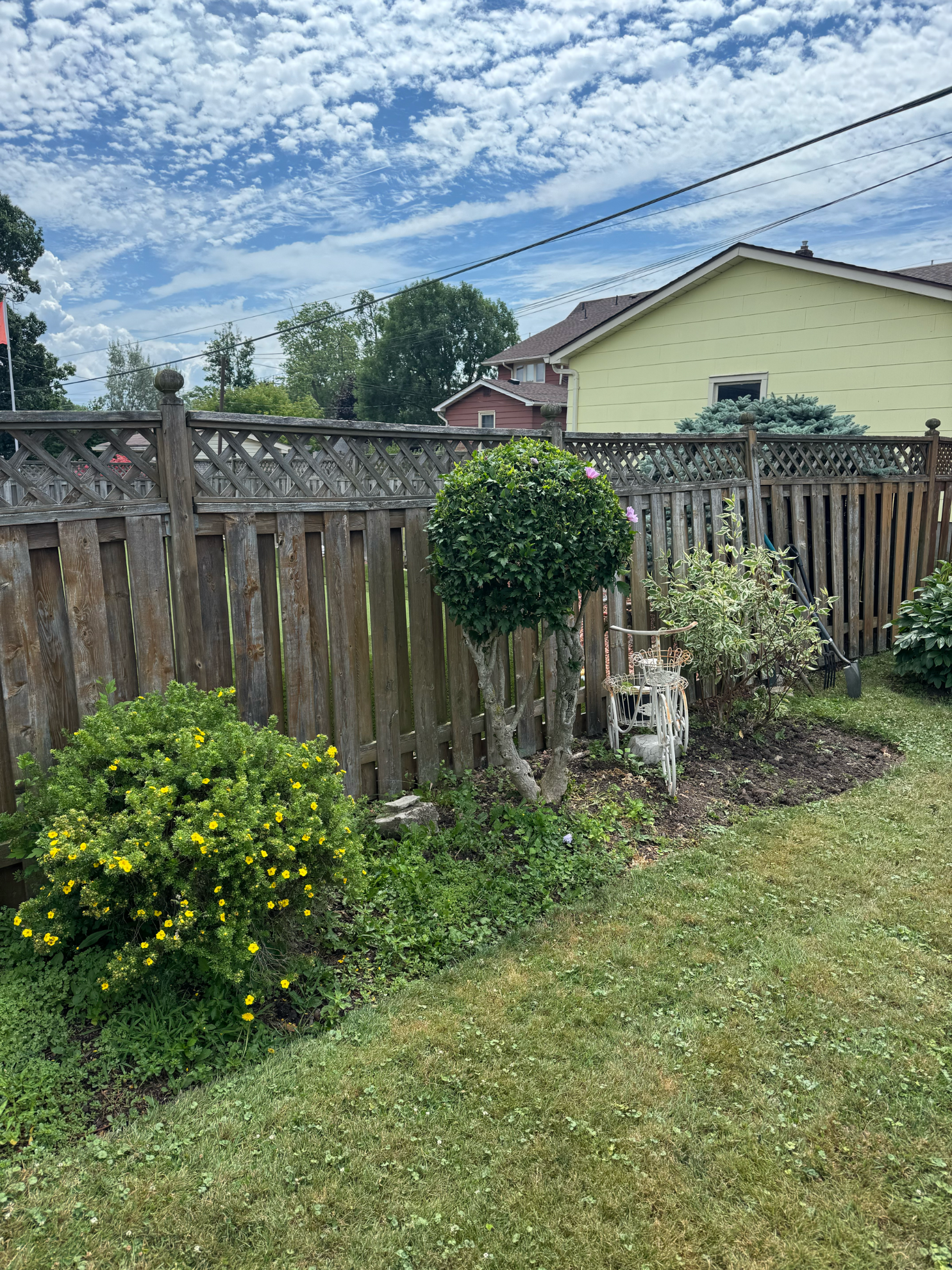 A wooden fence in a backyard features a round, manicured shrub, a yellow-flowered bush, and a gas meter.