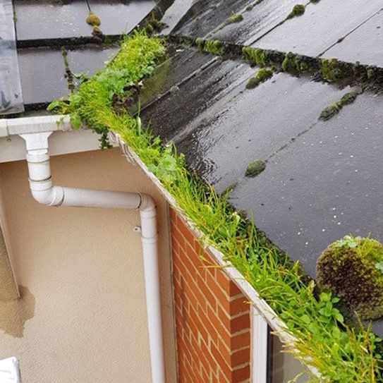 A gutter with moss growing on it is on the side of a house.
