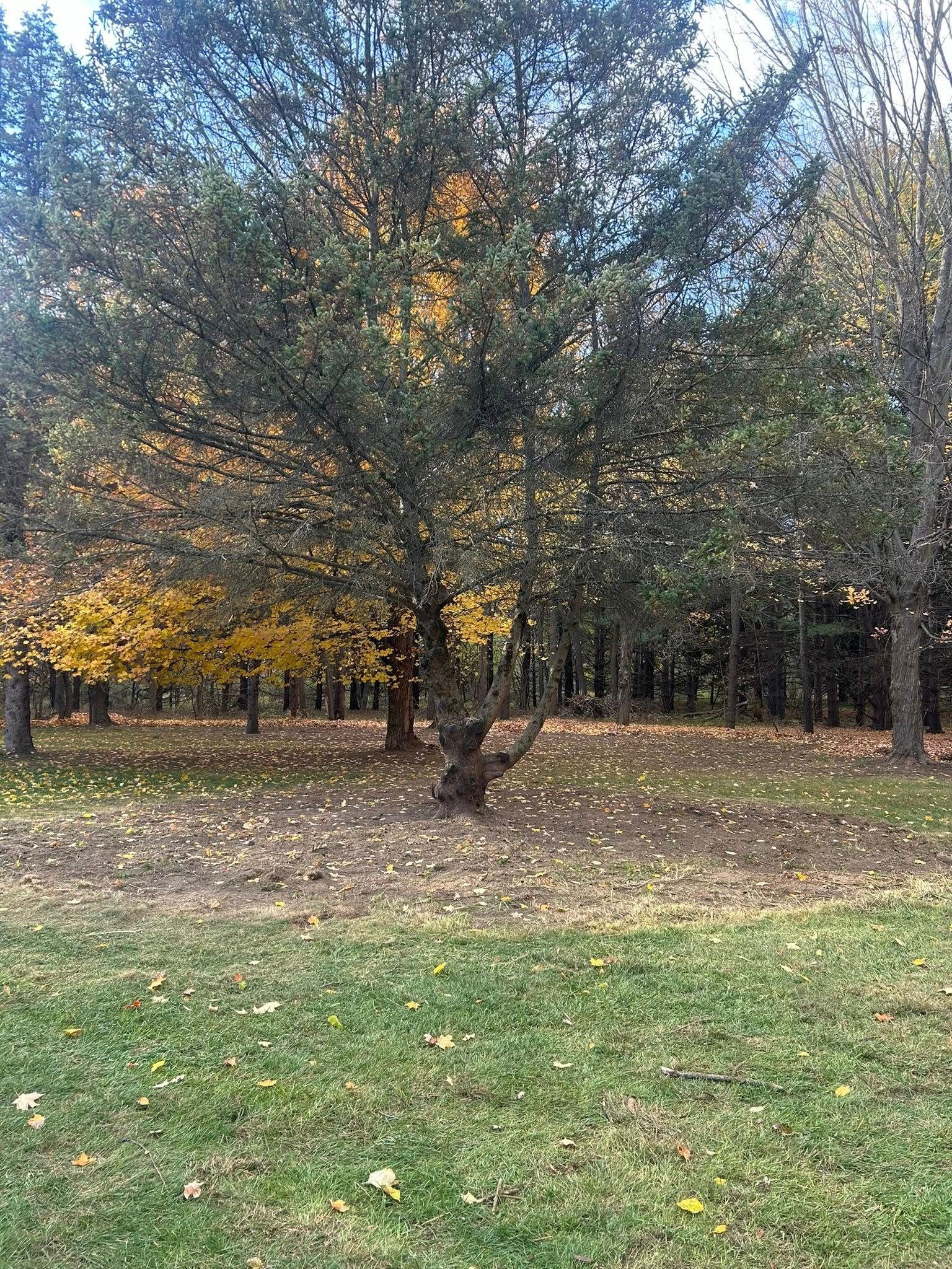 A tree with yellowing leaves stands in a field covered in fallen autumn leaves, with a forest in the background.
