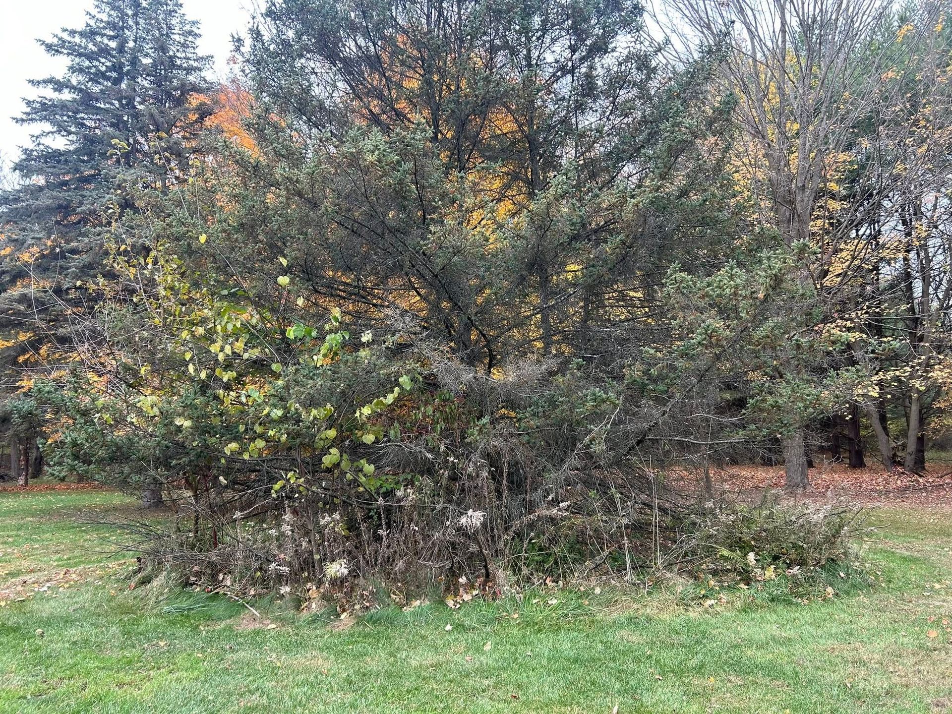 A dense, leafy tree stands in a field during autumn, with patches of brown, fallen foliage around its base.