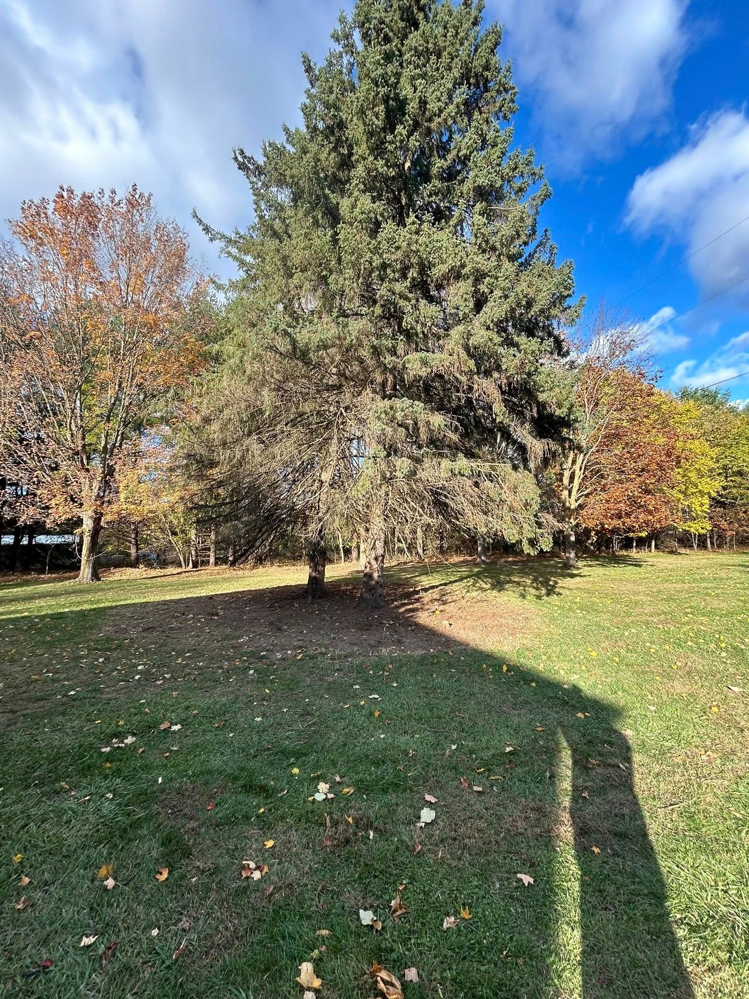 A large evergreen tree stands in a field among trees with autumn foliage under a blue sky with white clouds.
