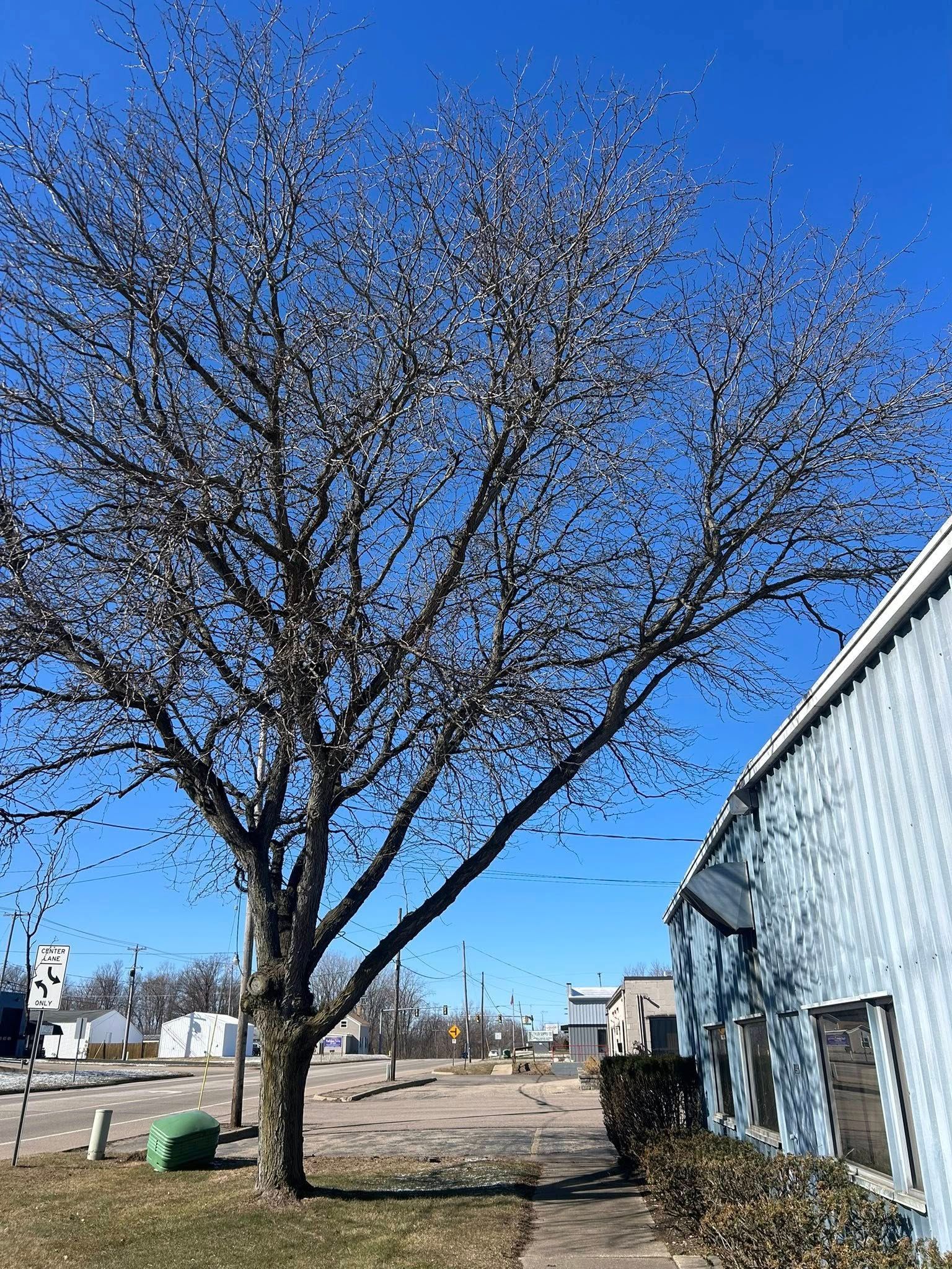 A bare, large tree stands next to a blue metal building under a clear blue sky on a sunny, winter day.