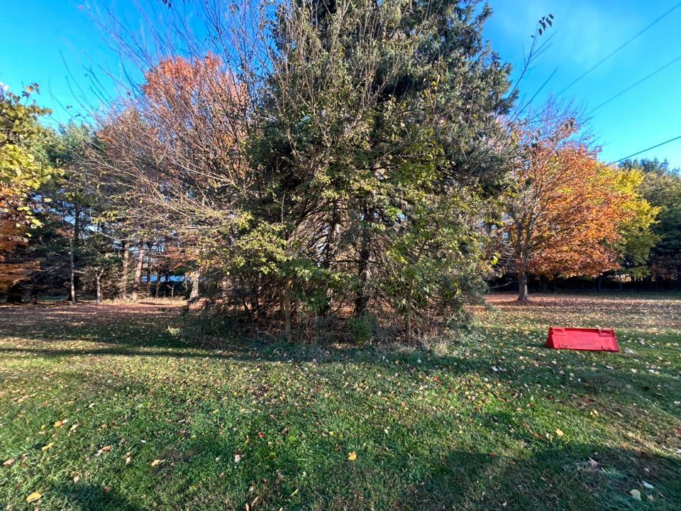 A grassy lawn with scattered autumn leaves in front of a cluster of trees, with a red object sitting on the ground.
