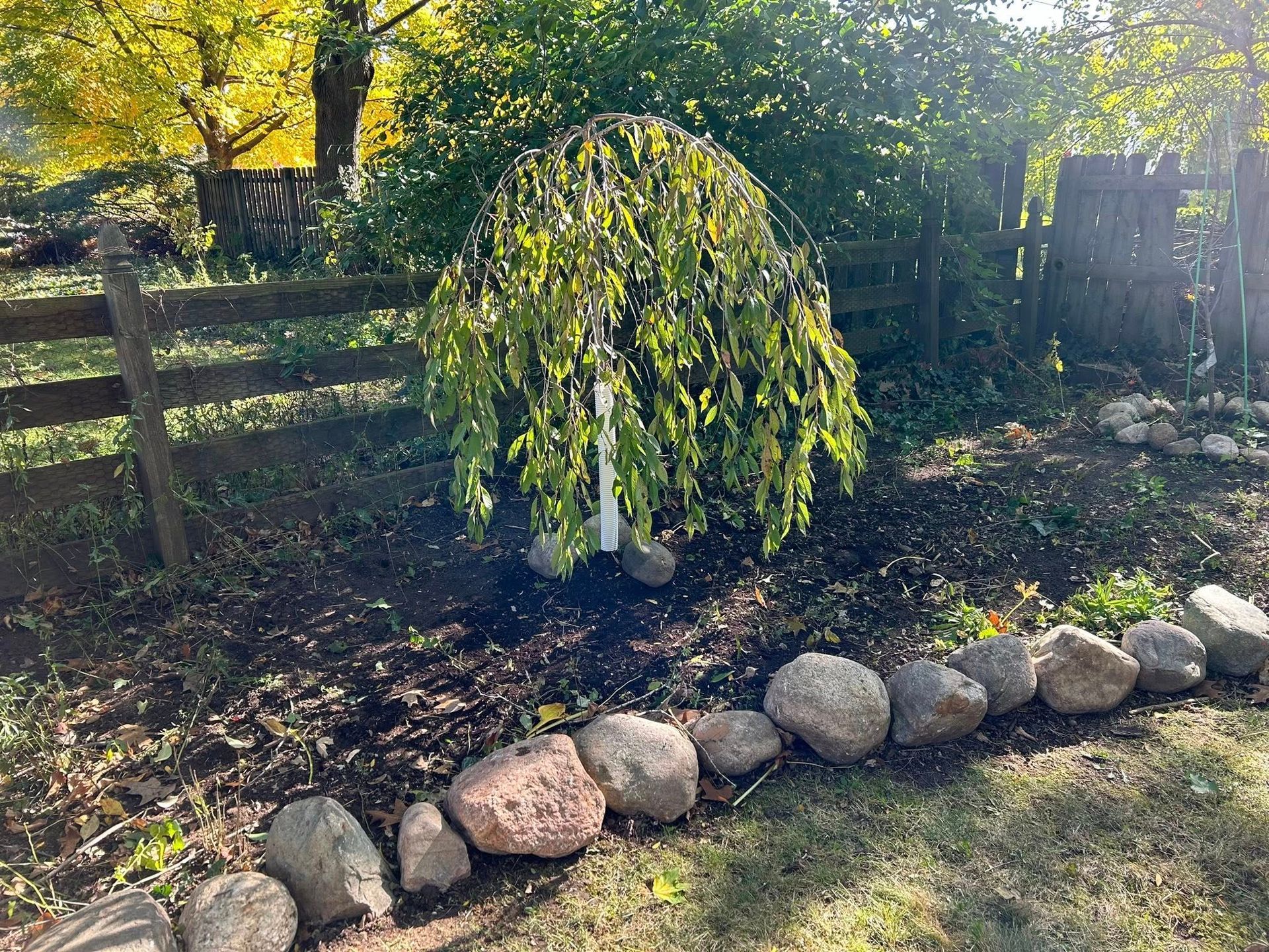 A weeping tree with bright green, cascading leaves stands in a garden bed lined with rounded stones.