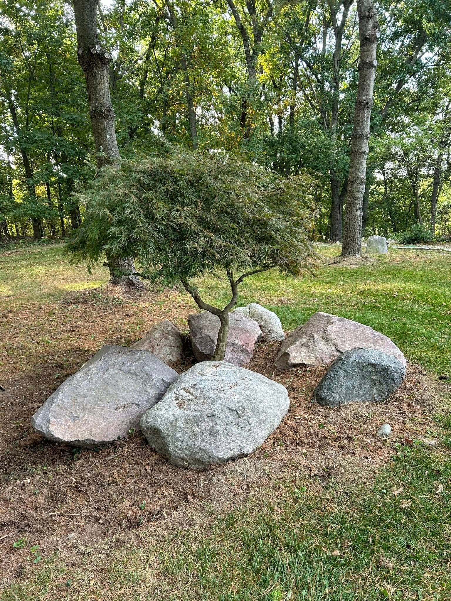 A small, multi-stemmed Japanese maple tree surrounded by large, grey landscape boulders in a wooded yard.