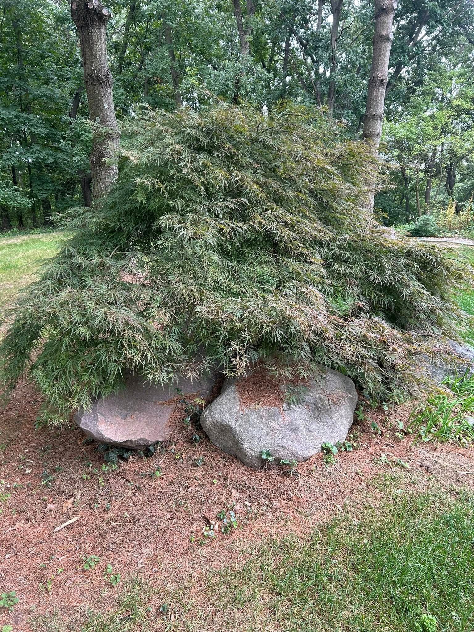 A low-growing, mound-shaped shrub with small green leaves drapes over two large gray landscape boulders.