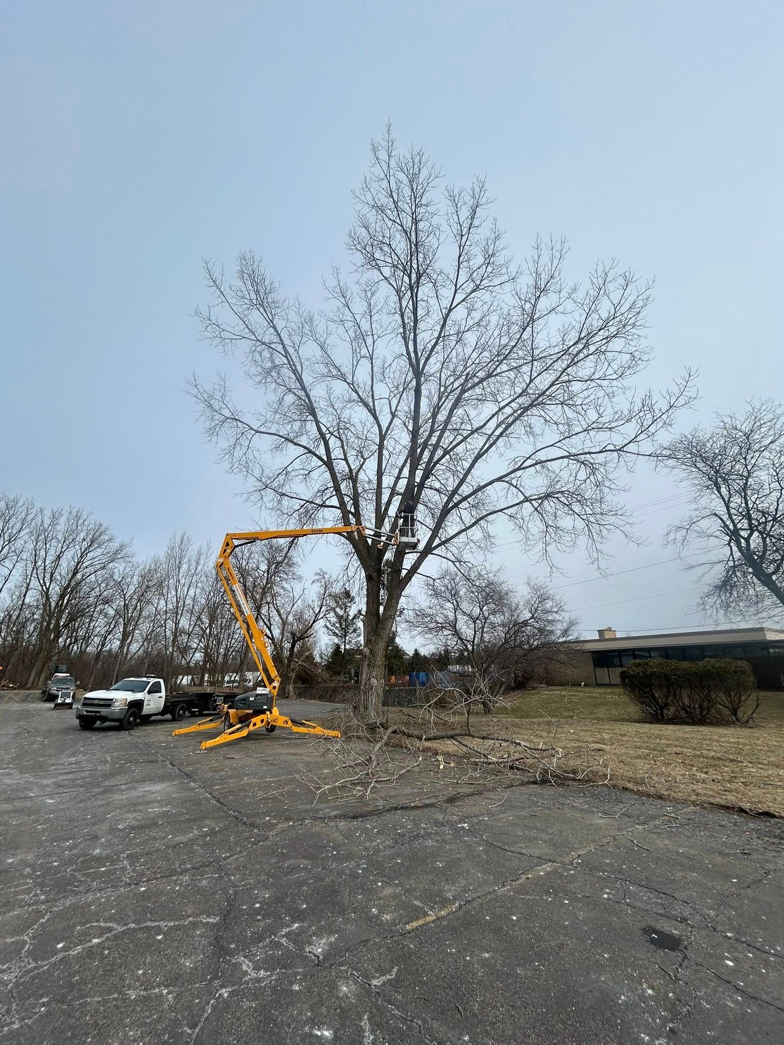 A yellow cherry picker lift parked on a paved lot, reaching toward the branches of a tall tree for trimming.