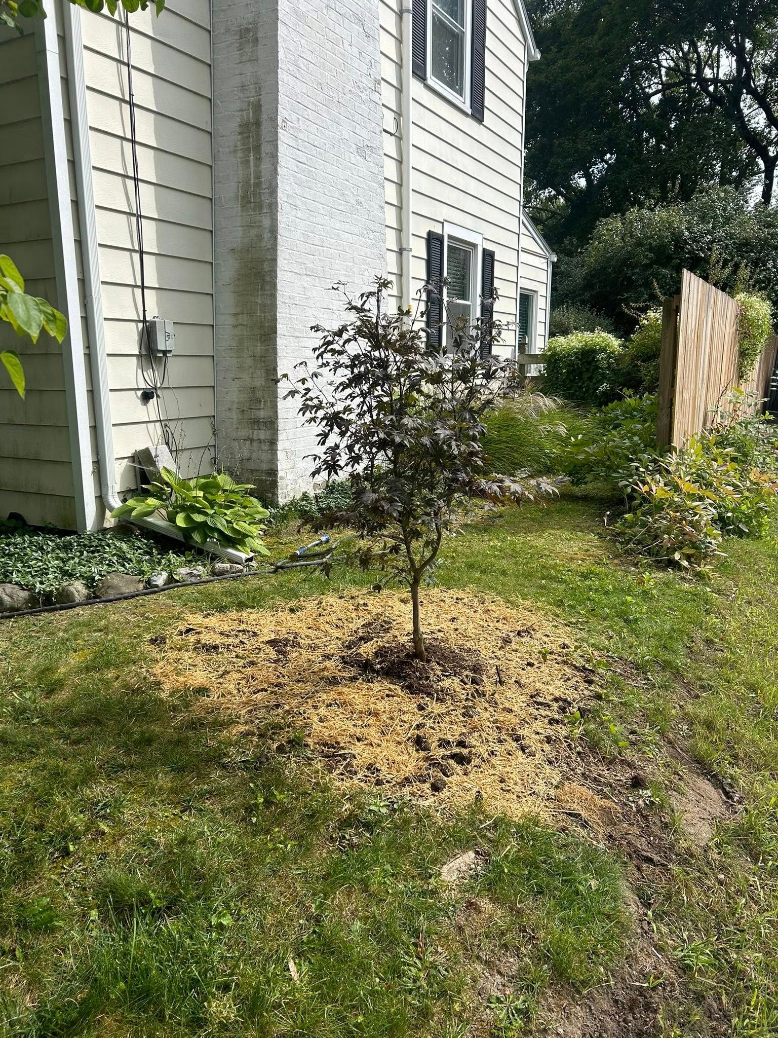 A small purple-leafed tree stands in a mulch bed on a grassy lawn next to a white house with black shutters.