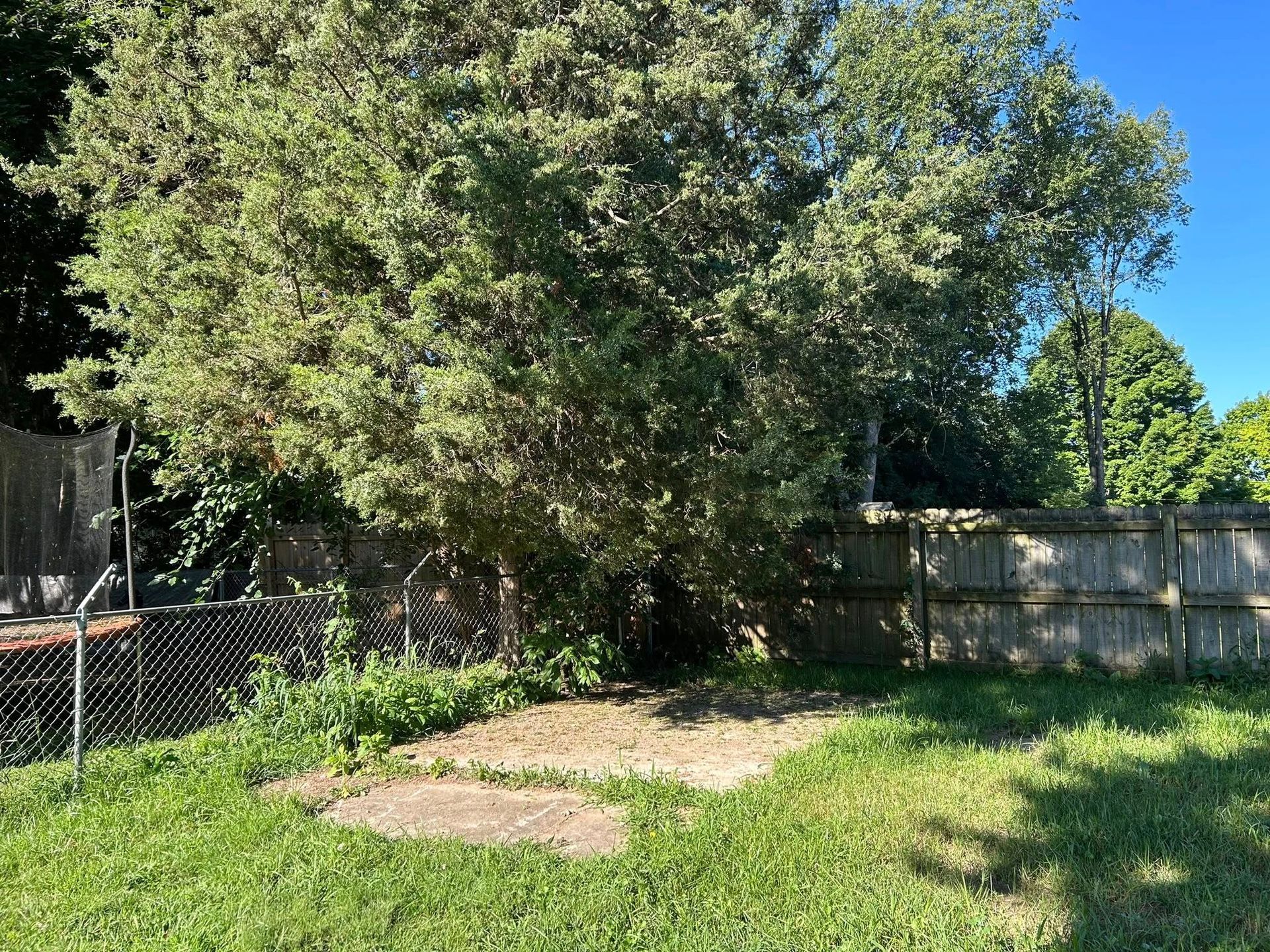 A large, leafy tree stands in a backyard behind a wood fence and a small patch of dirt and grass.