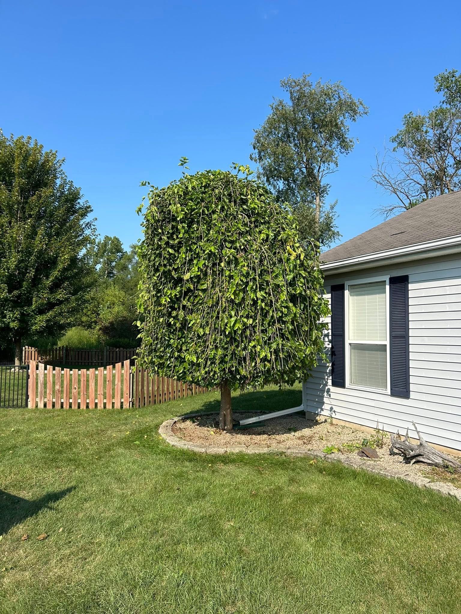 A manicured round tree in a landscaped garden bed next to a house with gray siding and blue shutters under a clear sky.