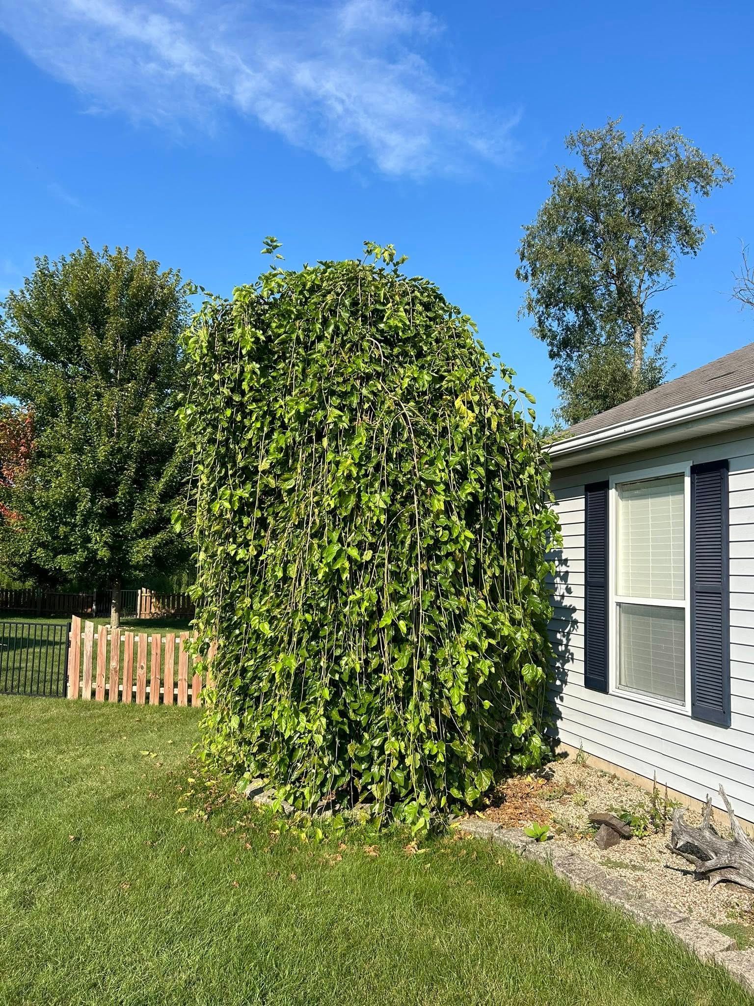 A tall, dense, green climbing vine growing against the exterior wall of a house under a clear blue sky.