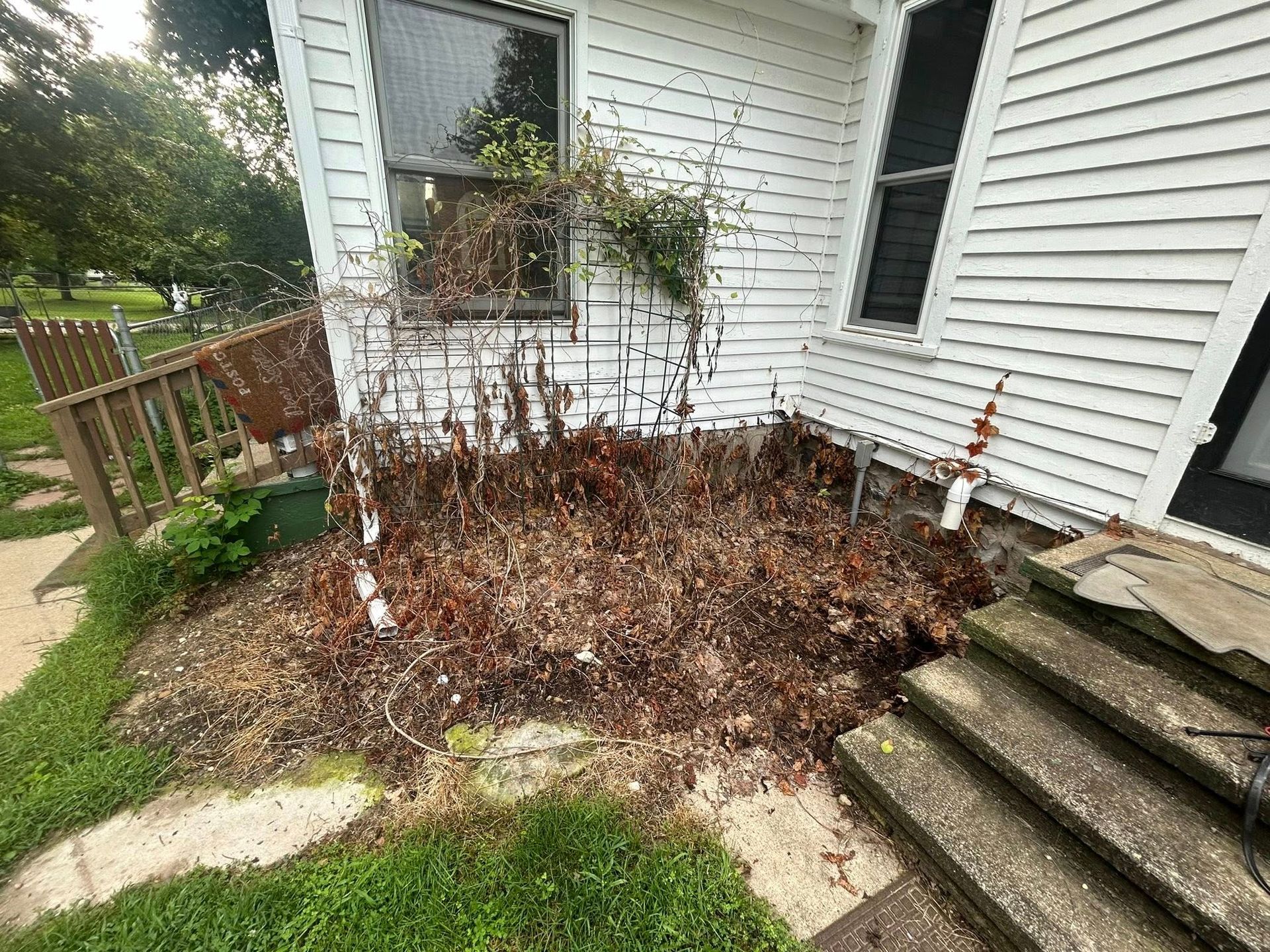 Dead, brown vines climb the white siding of a house next to concrete steps and a lawn.