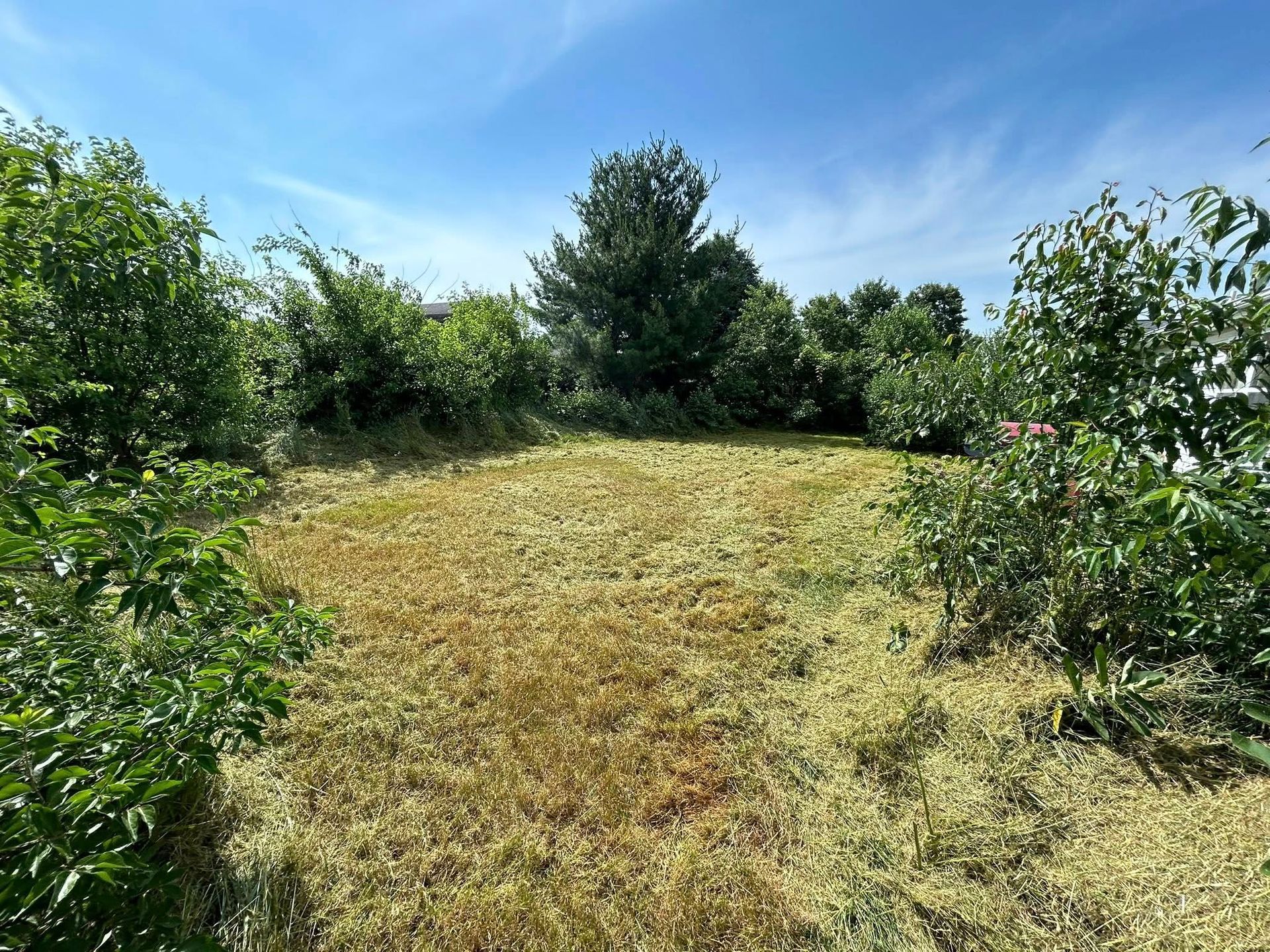 A sunny, open field of mowed grass surrounded by dense green bushes and trees under a clear blue sky.