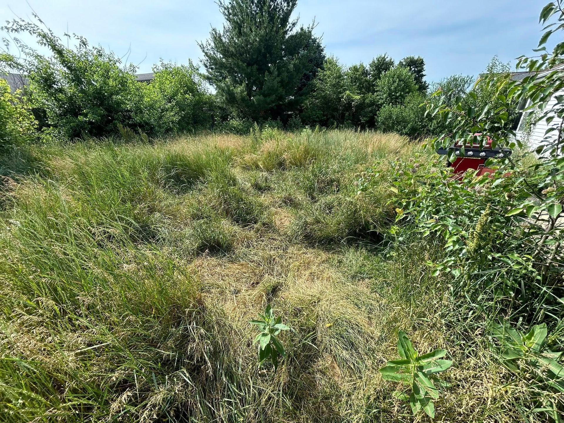 An overgrown lot featuring tall grasses, weeds, and green shrubs under a bright, sunny sky.