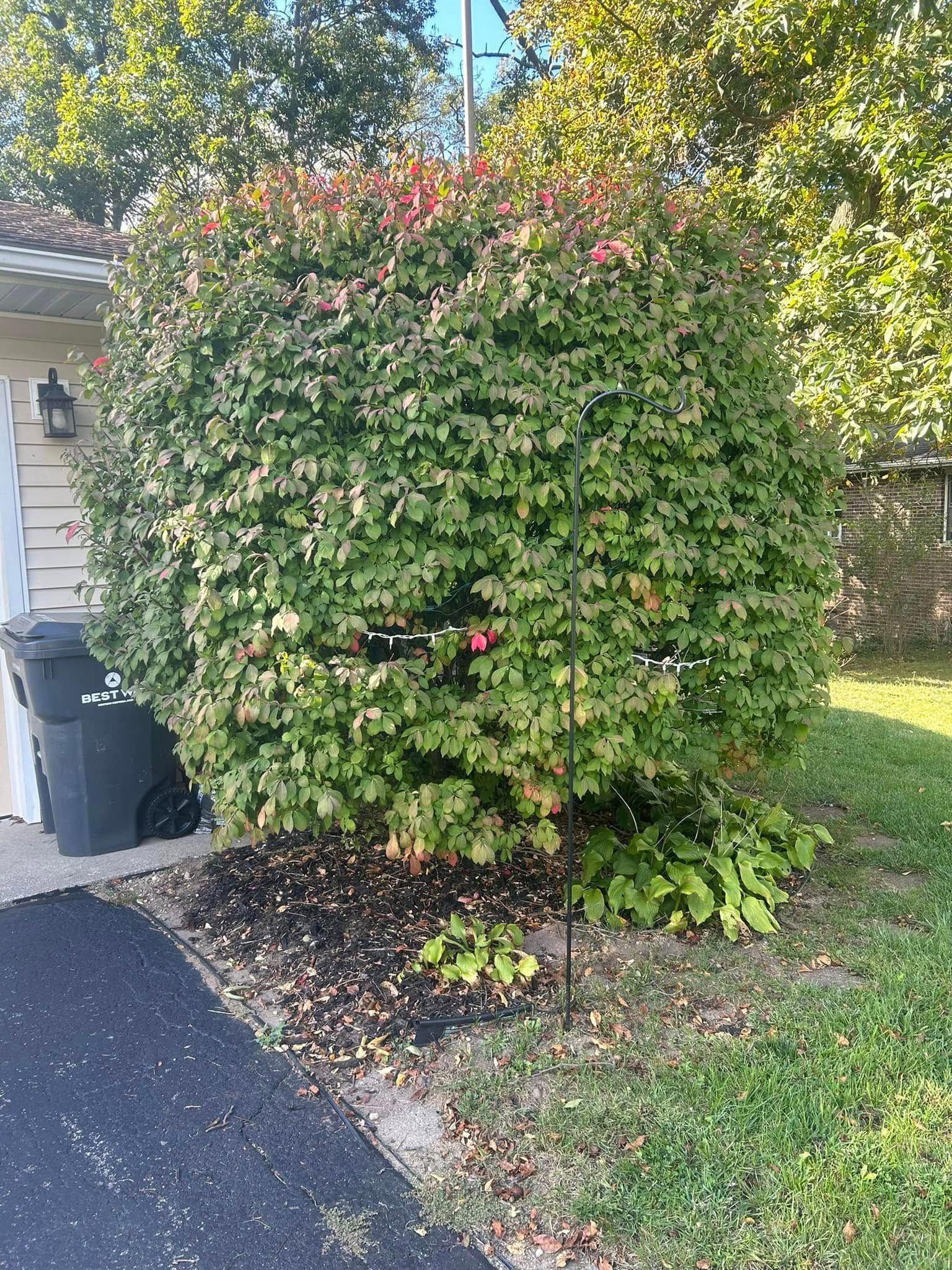 A large, rounded green bush stands in a mulch bed next to the corner of a house and a black driveway.