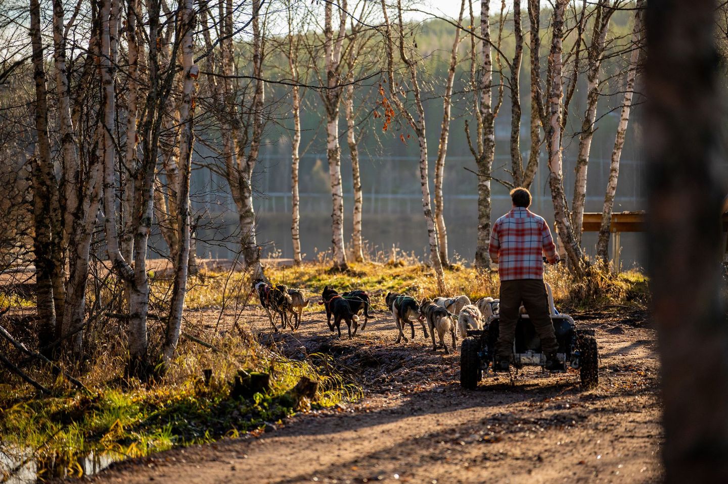 Husky Ride in Rovaniemi Lapland
