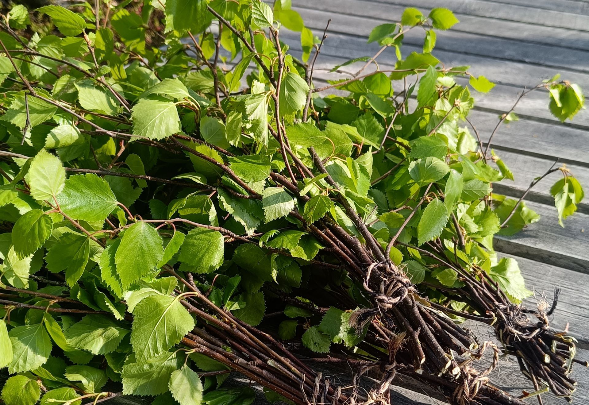 Birch branches tied together for Finnish sauna rituals