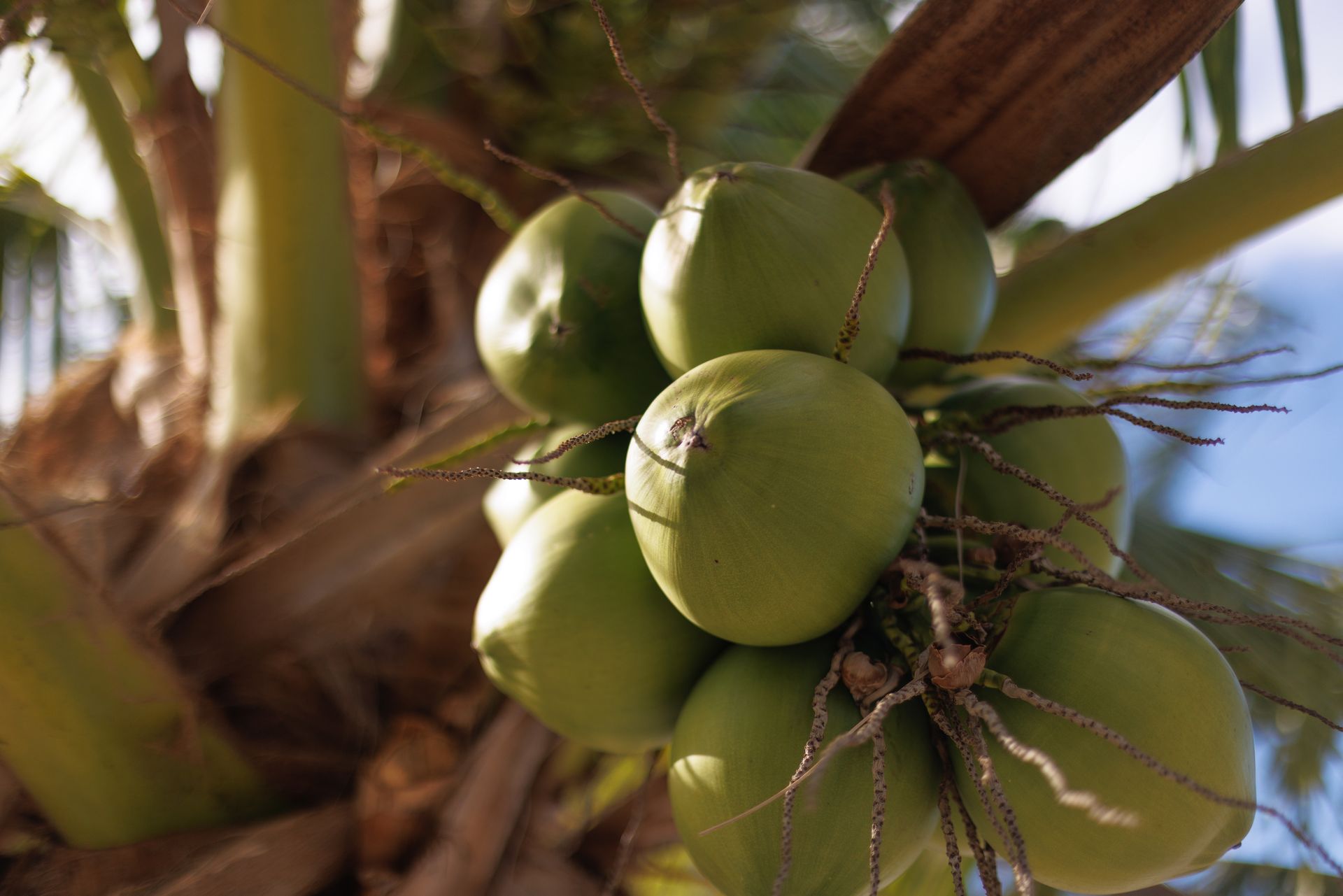 Cluster of green coconuts hanging from a palm tree, with sunlight and fronds in the background