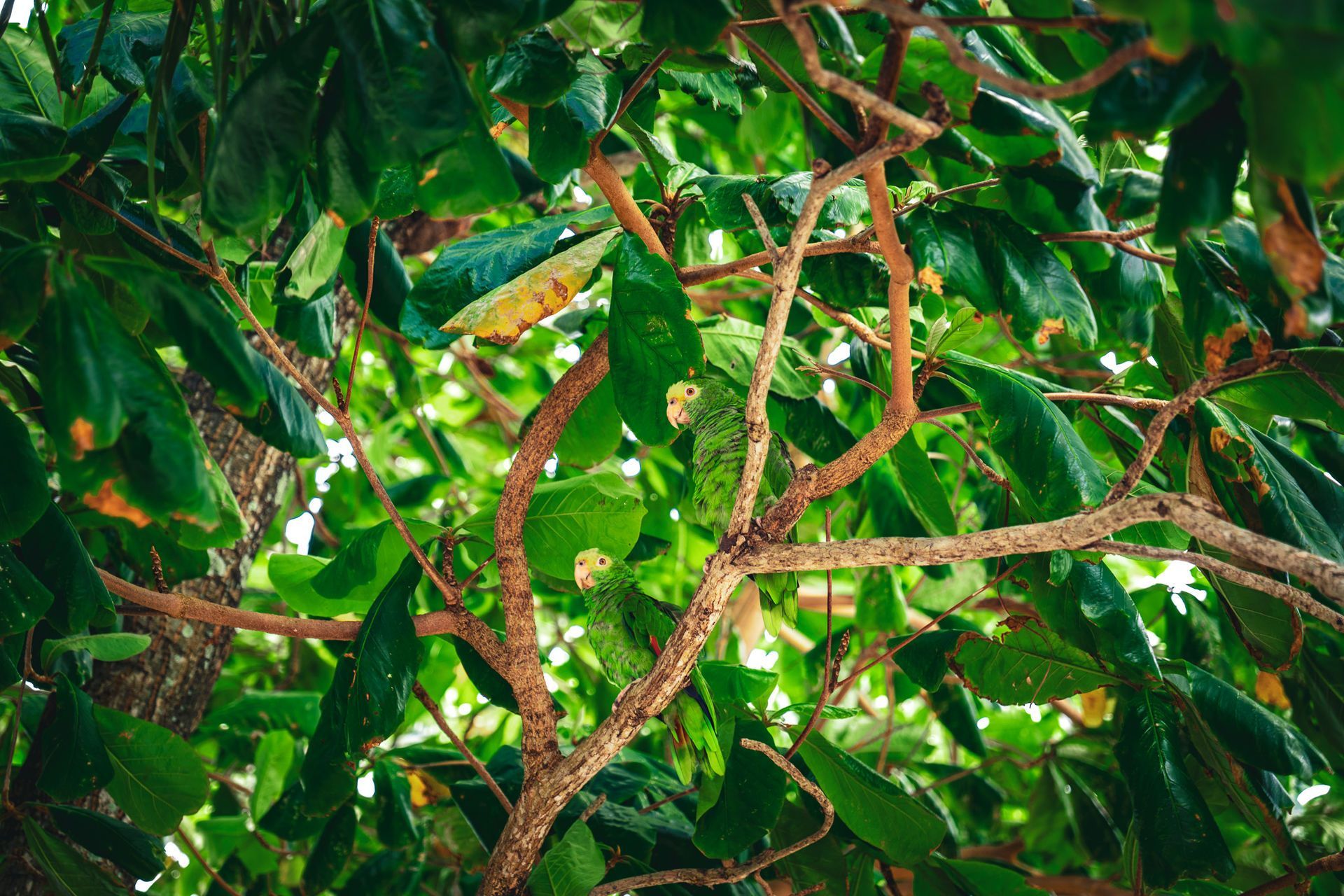 Dense green tree canopy with twisting branches and sunlit leaves