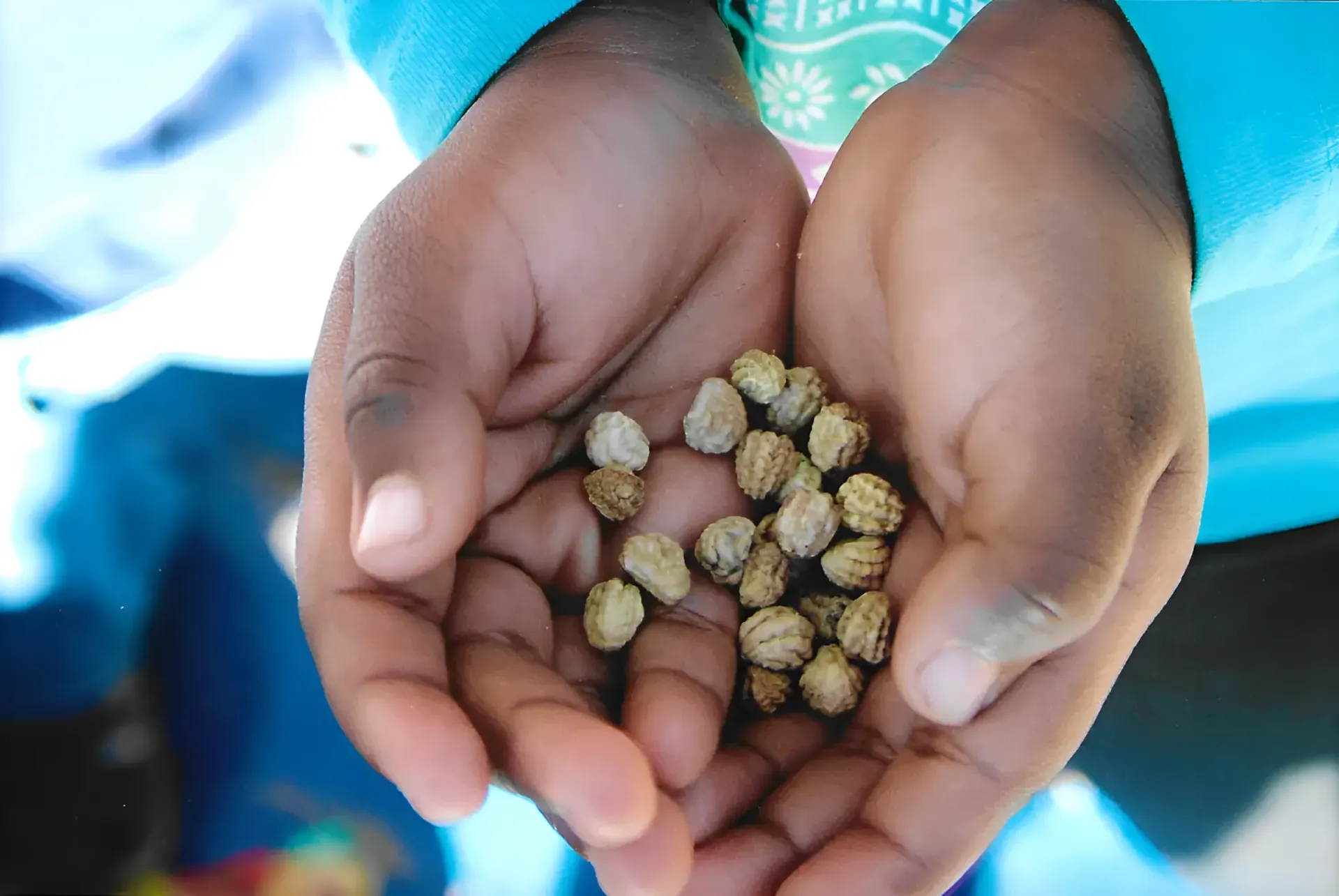 A Person Is Holding Some Seeds In Their Hands — Gap Community Early Learning Centre In The Gap, NT