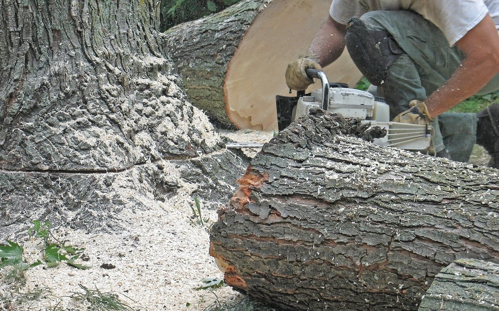 Dallas Ga Tree Service