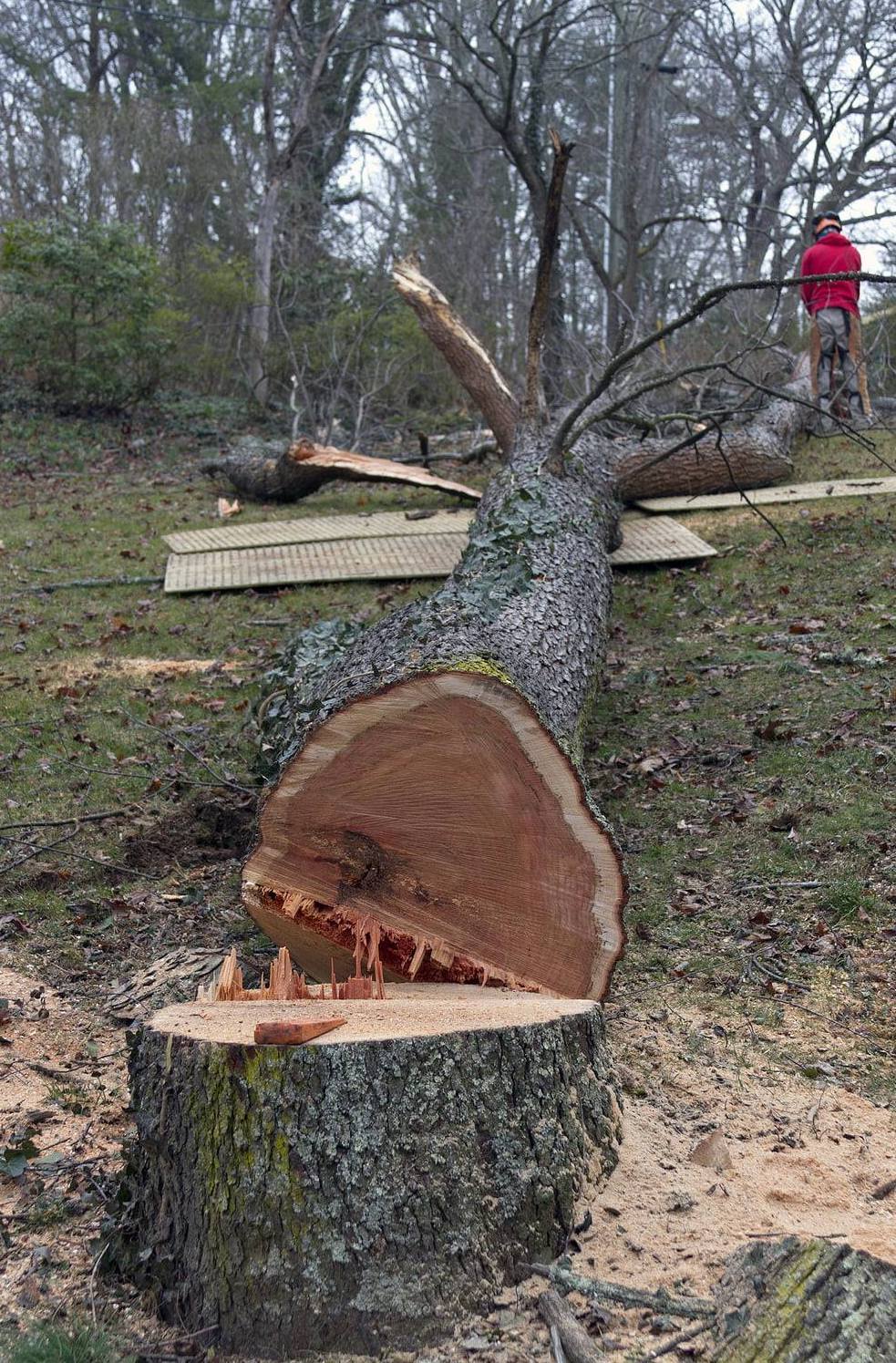 Tree removal in Bowdon Ga | West Atlanta Tree Service