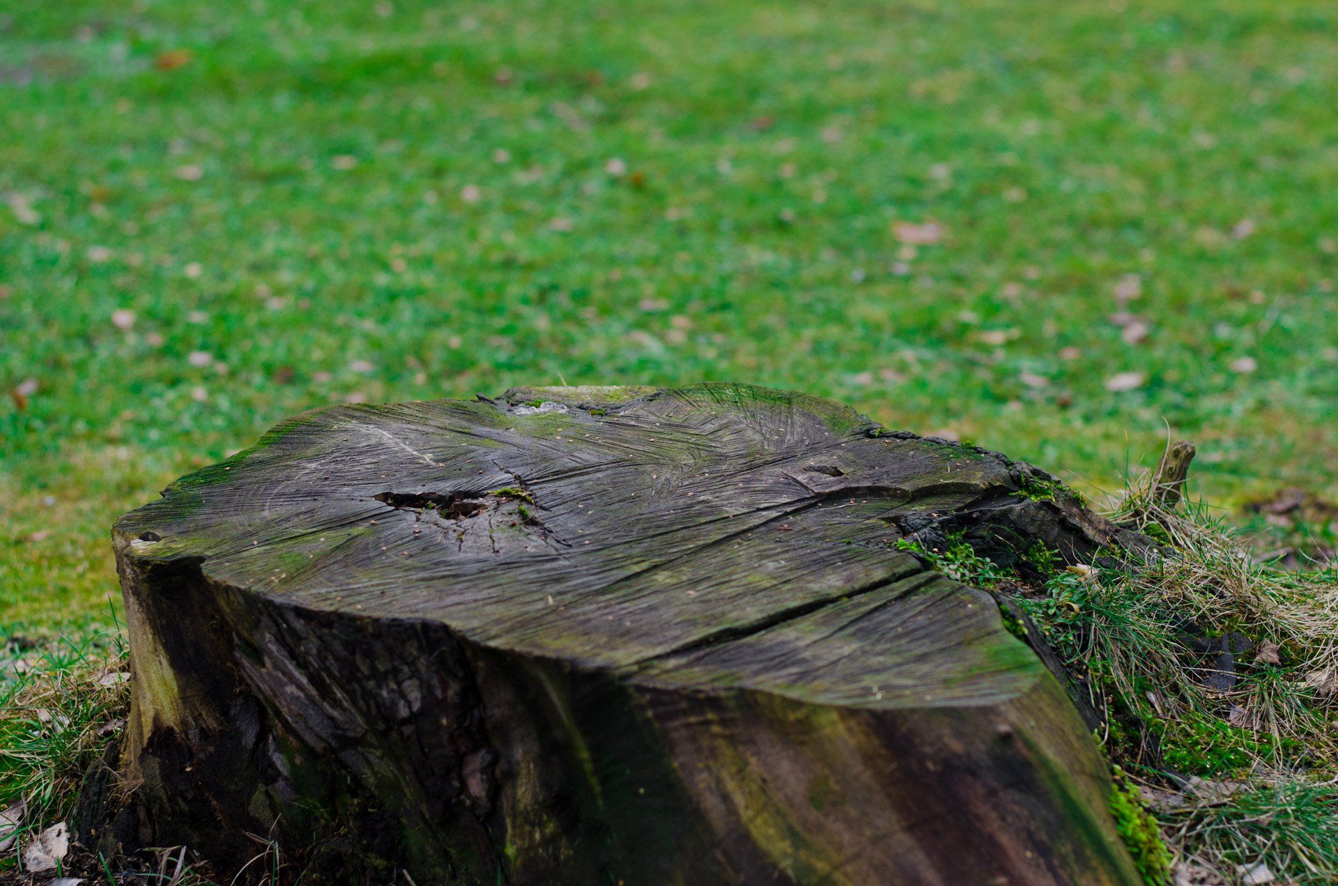 Tree Service Dallas Ga