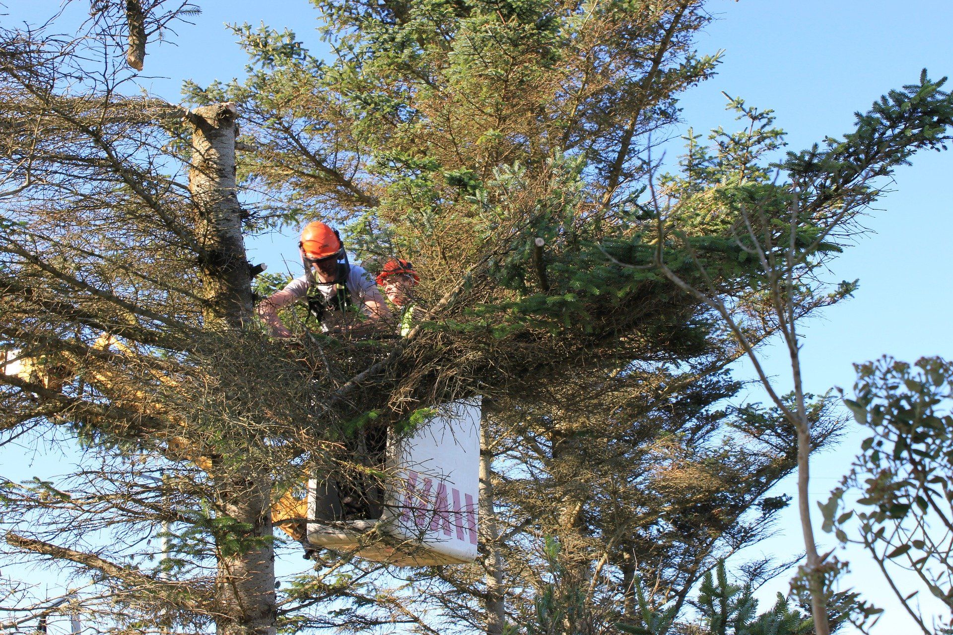 Tree Trimming Dallas Ga