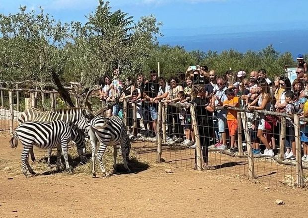 Zebre che mangiano vicino a una recinzione mentre una folla di persone osserva in uno zoo all'aperto con vista sulla costa.