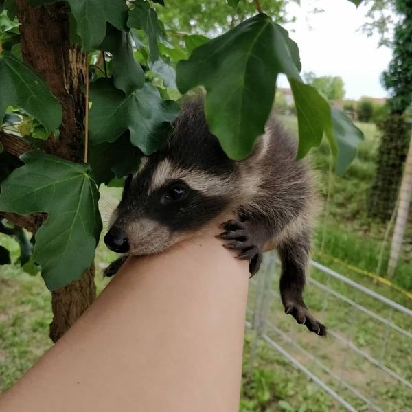 Cucciolo di procione aggrappato al braccio di un uomo, vicino a un ramo di un albero con foglie verdi, all'aperto.
