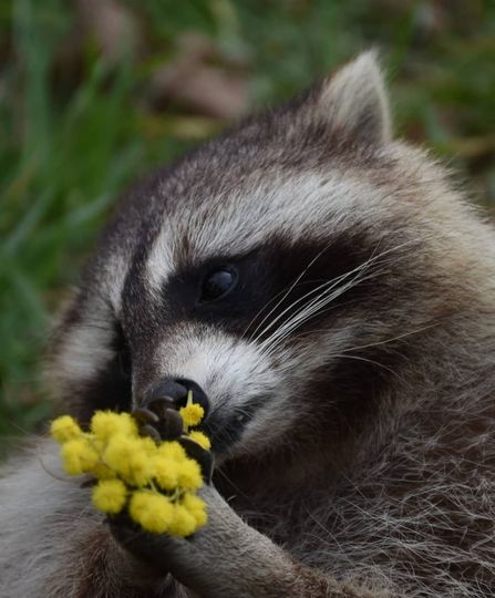 Procione con una maschera nera intorno agli occhi, che annusa un gruppo di fiori gialli nell'erba verde.