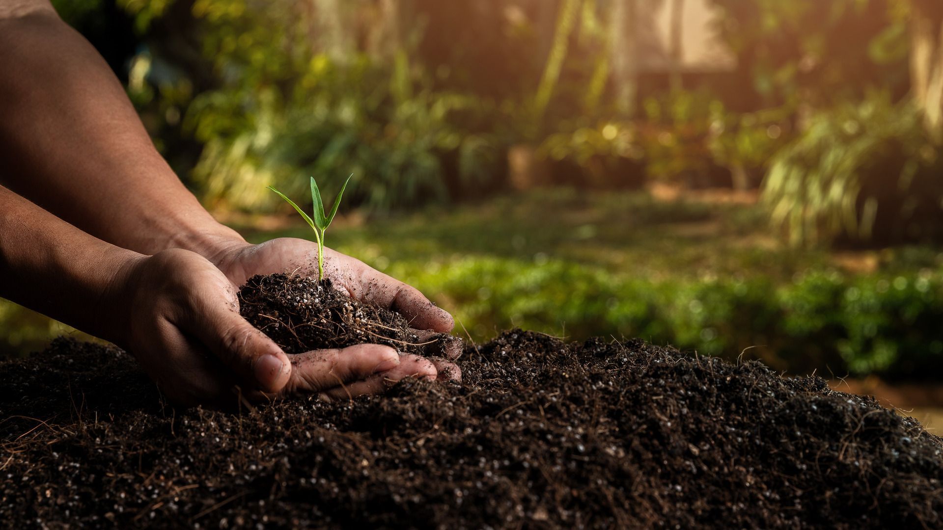 A person is holding a small plant in their hands.