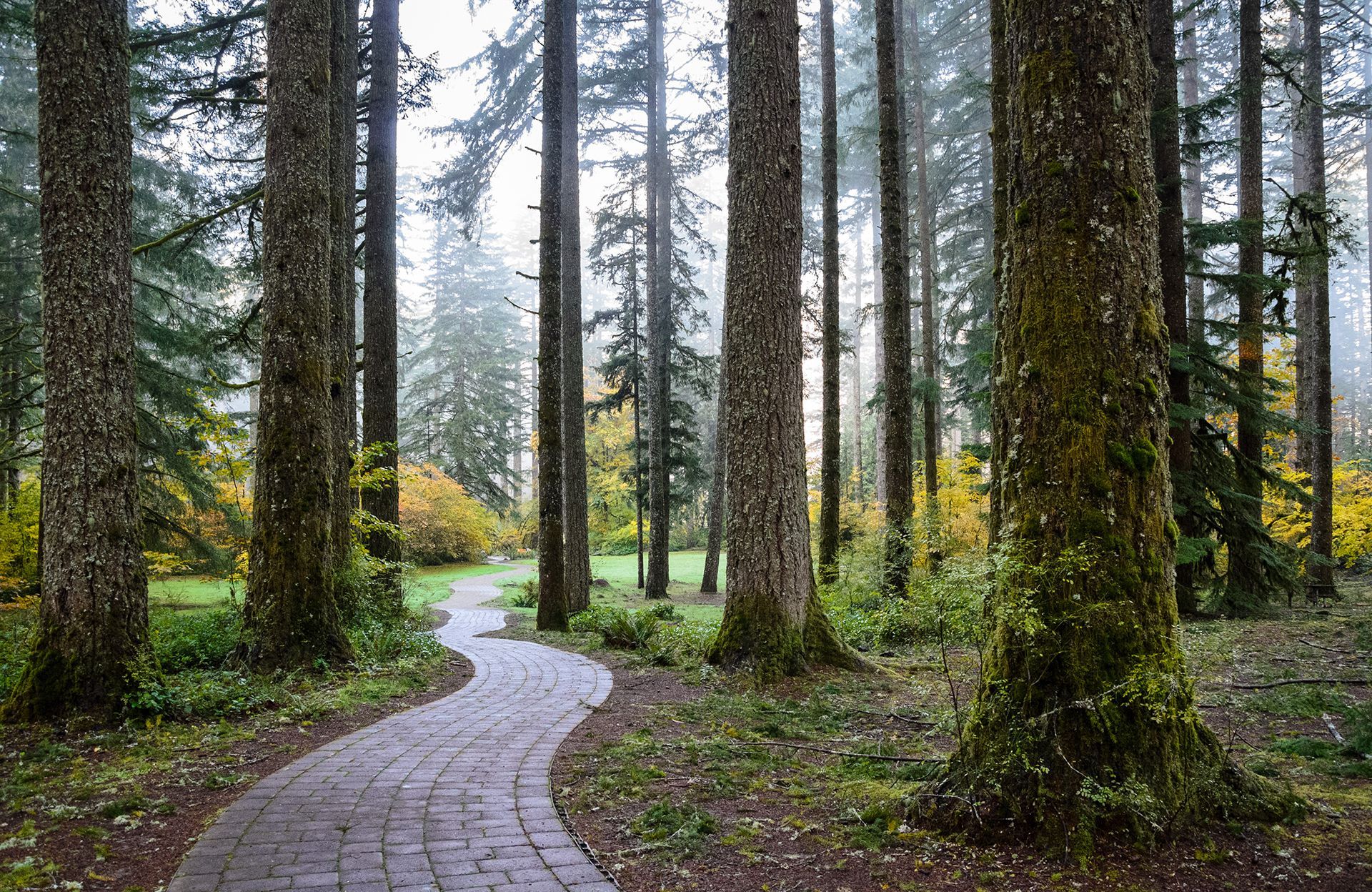 A brick path winds through a foggy forest.