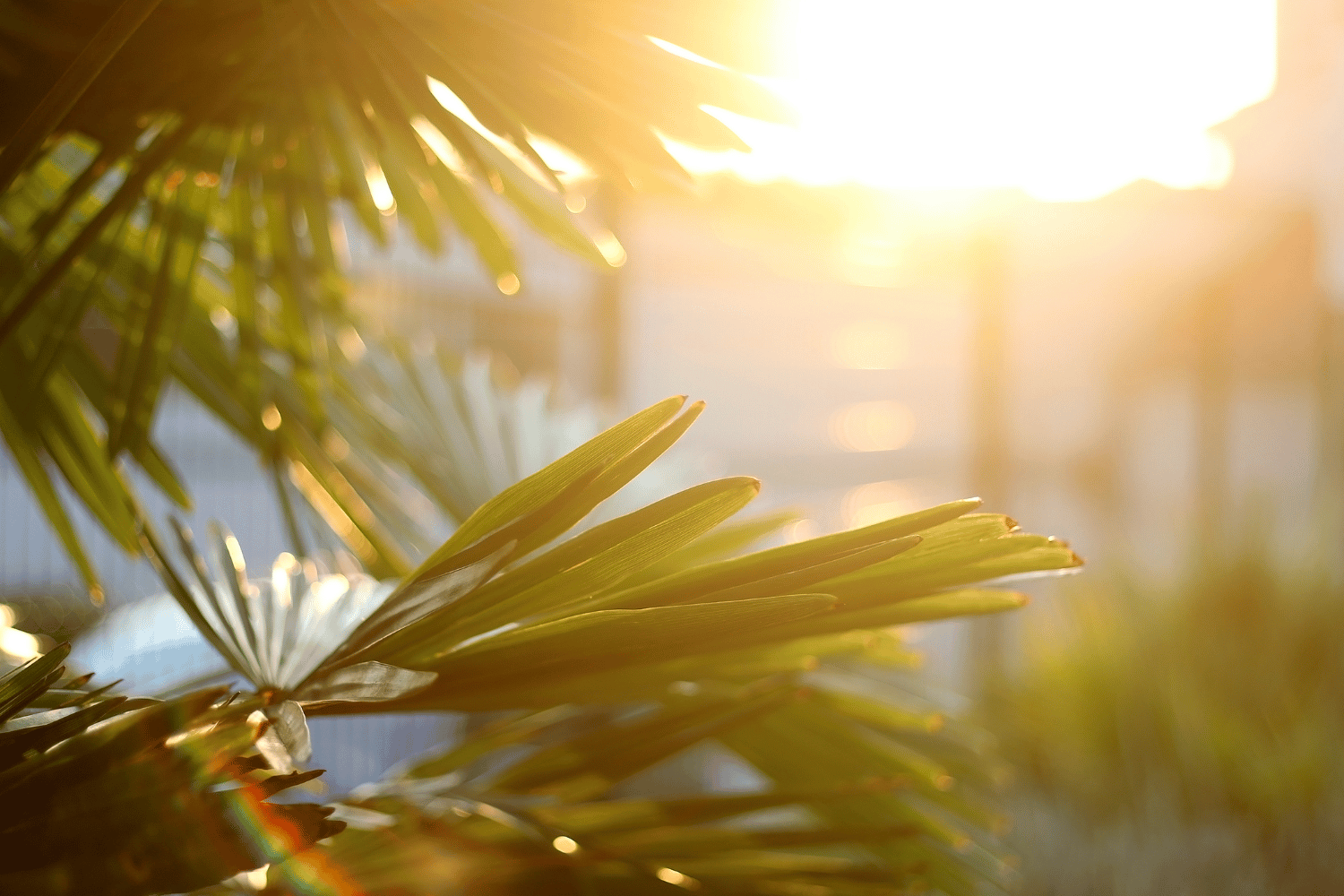 Sunlit palm fronds with warm golden sunlight and a blurred building in the background