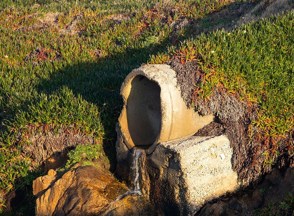 Concrete pipe draining water, set in coastal vegetation and rocks.