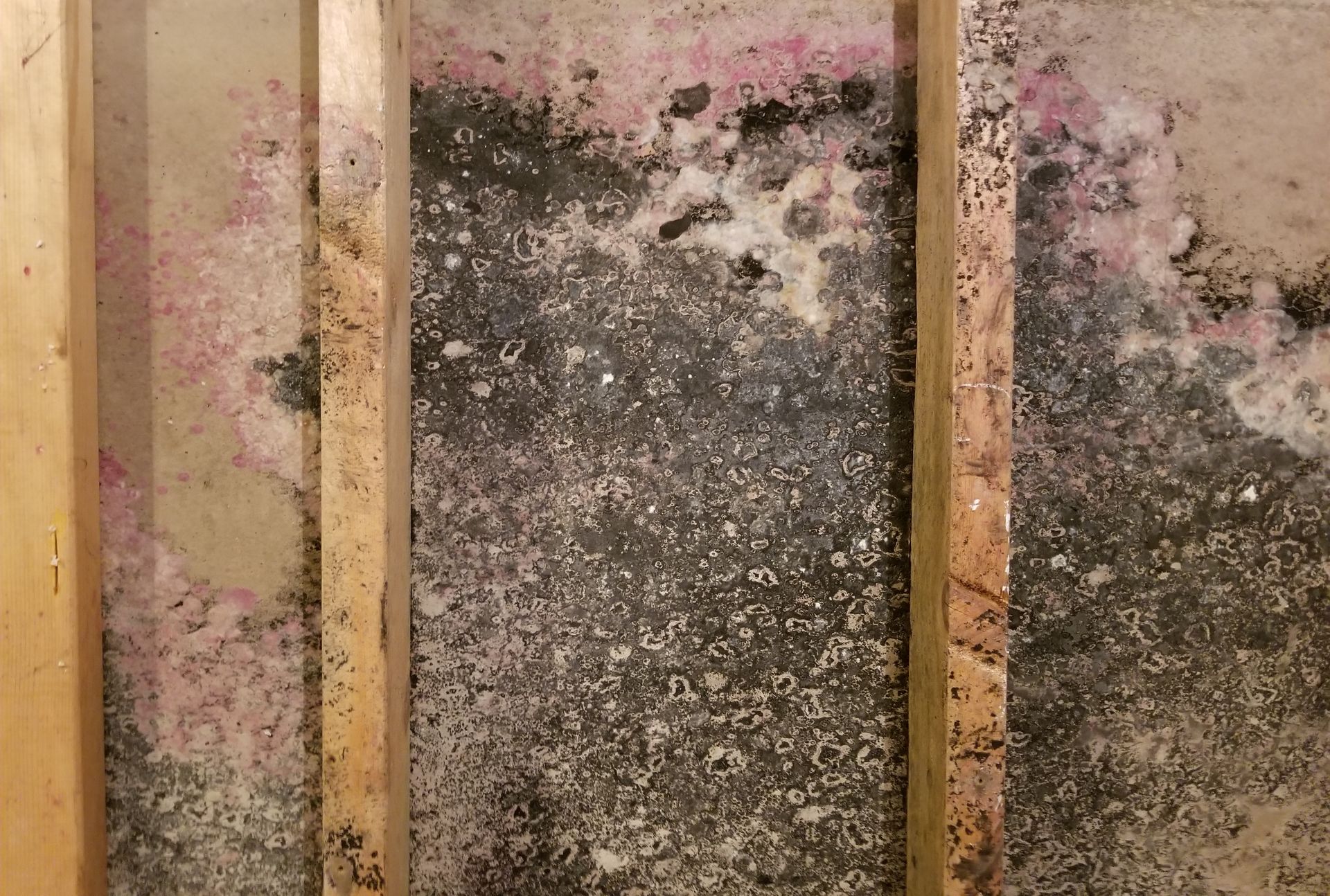 Mold growth on a wall with wooden studs; black and pink patches visible.