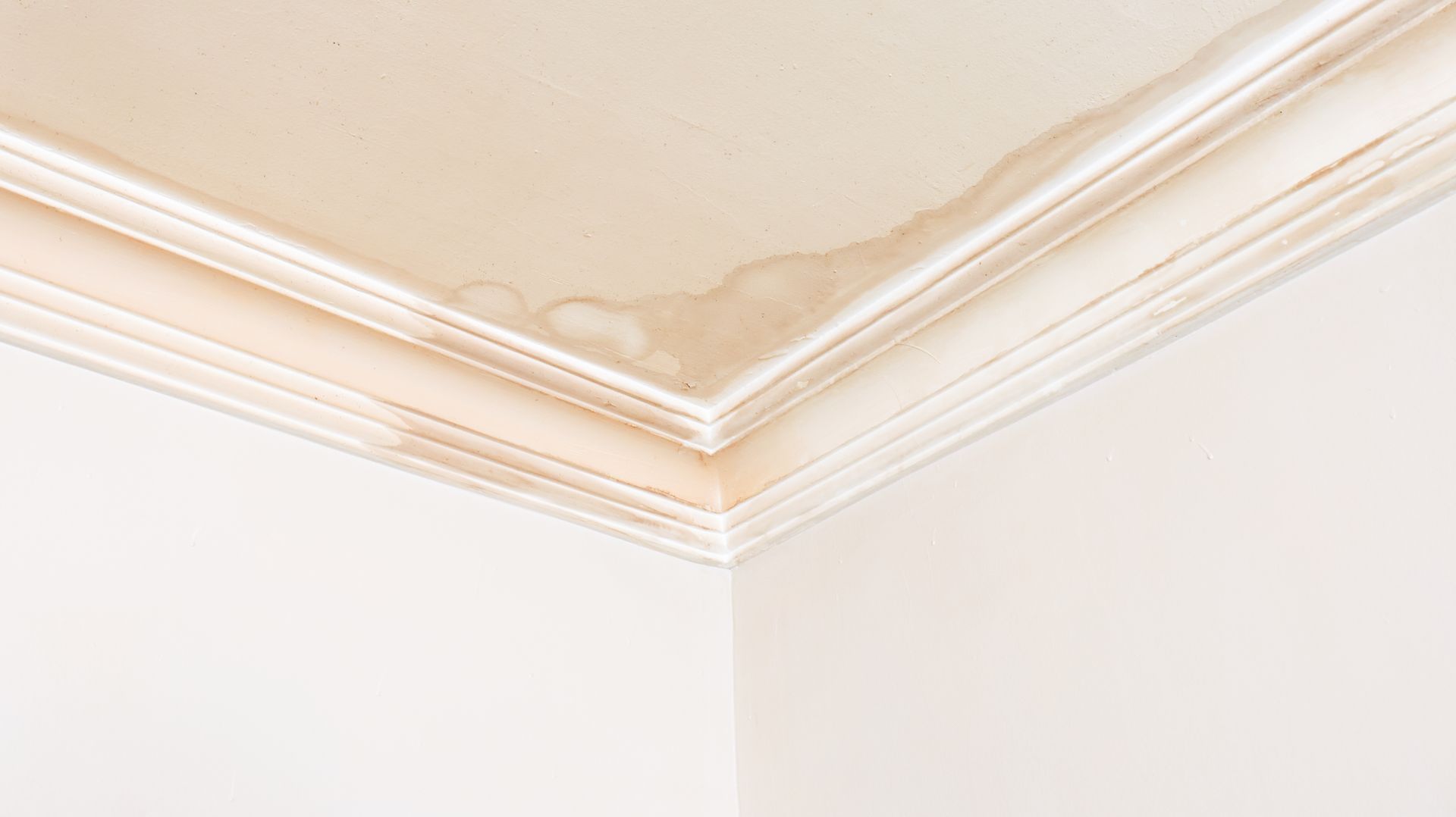 Brown water stain on white ceiling and molding.